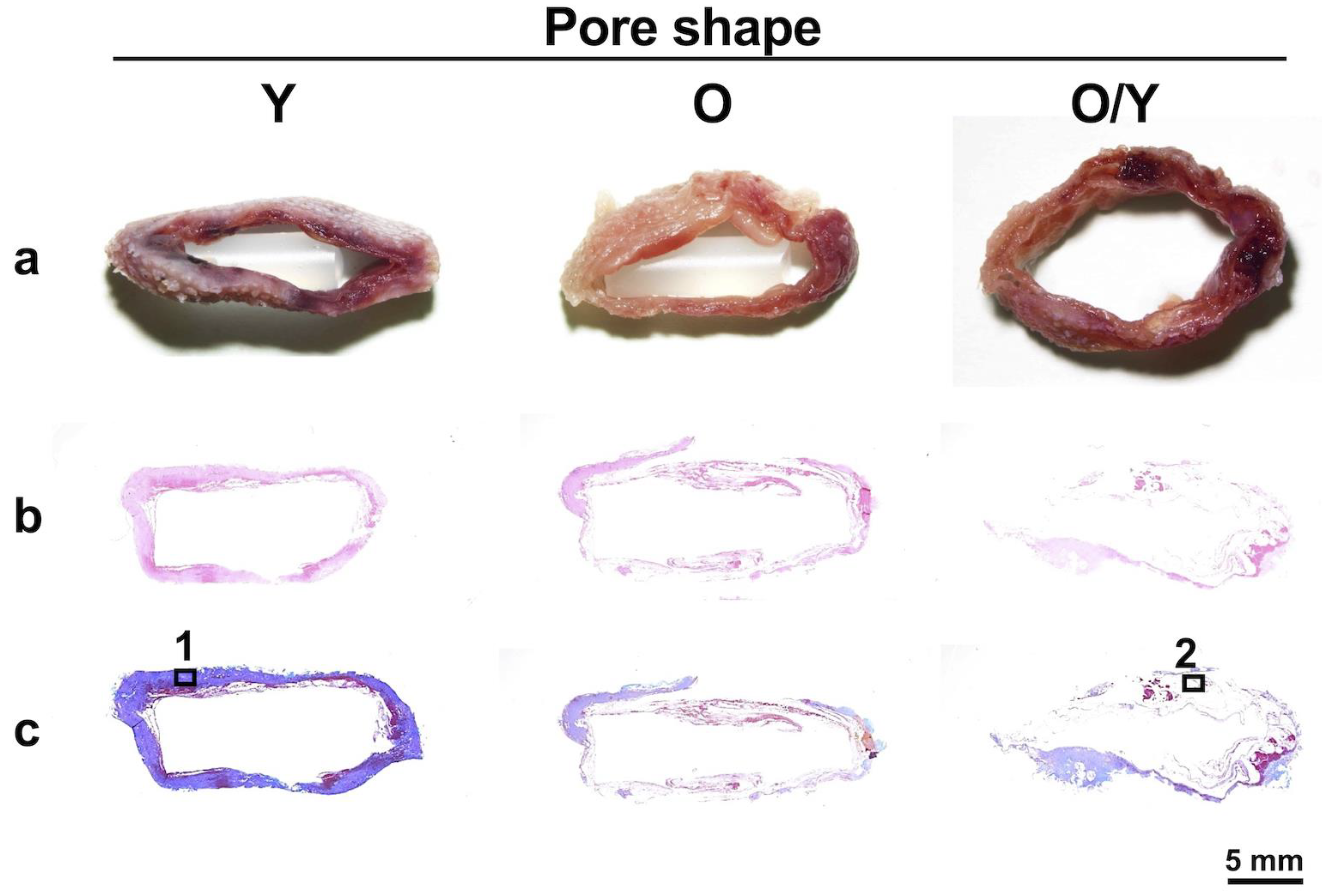 Bioengineering 11 00435 g006a