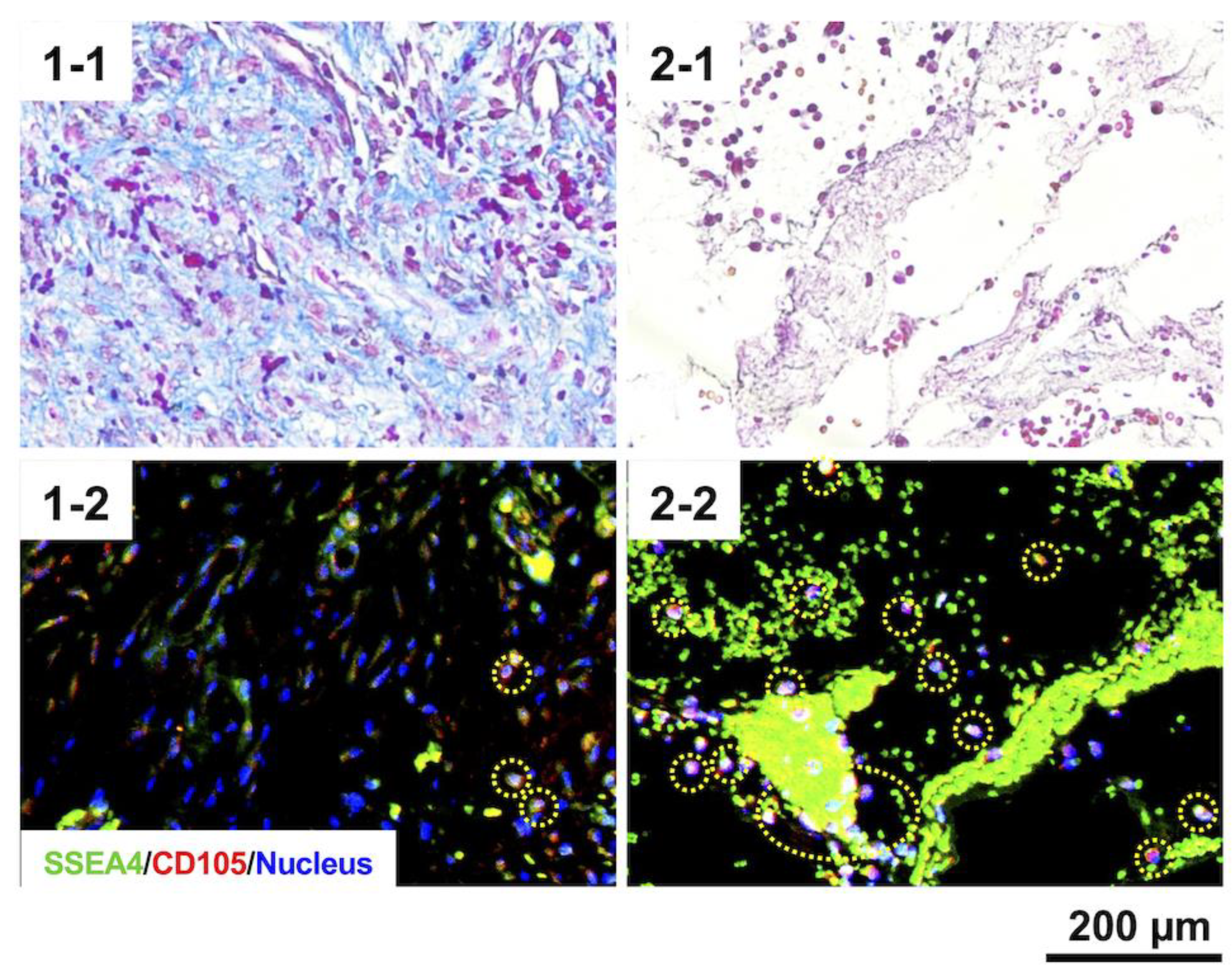 Bioengineering 11 00435 g006b