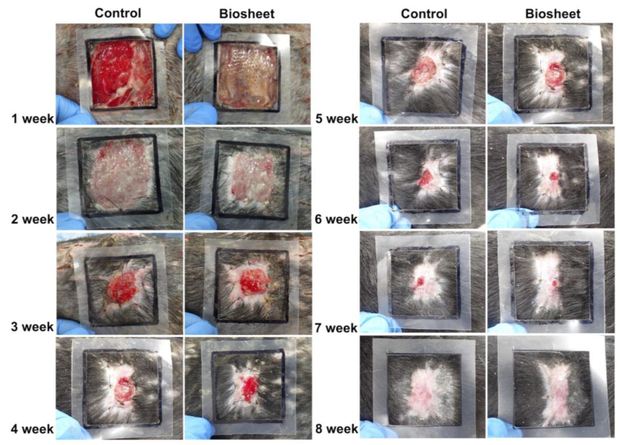 Bioengineering 11 00435 g007