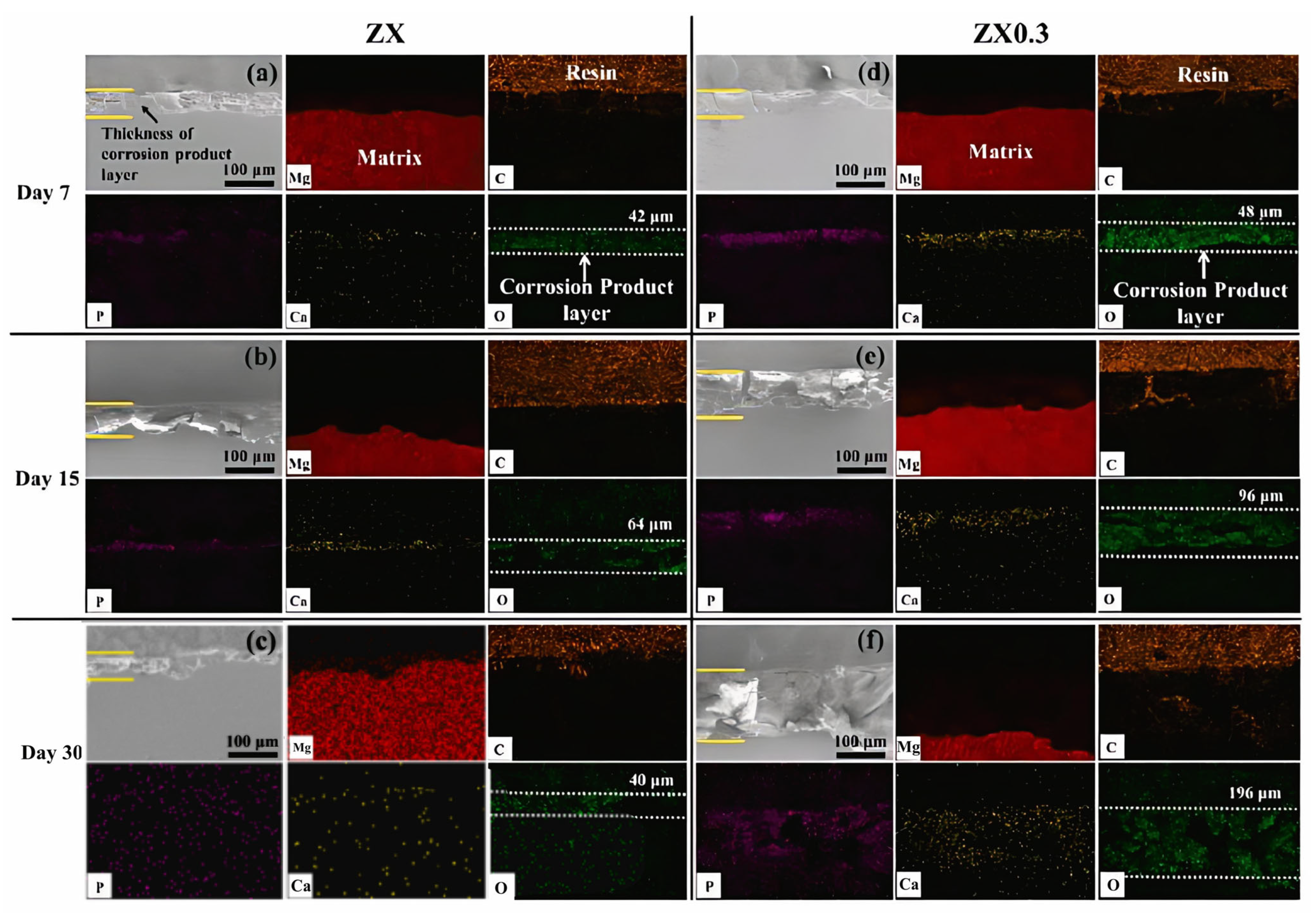 Bioengineering 11 00508 g003 Bioengineering 11 00508 g003