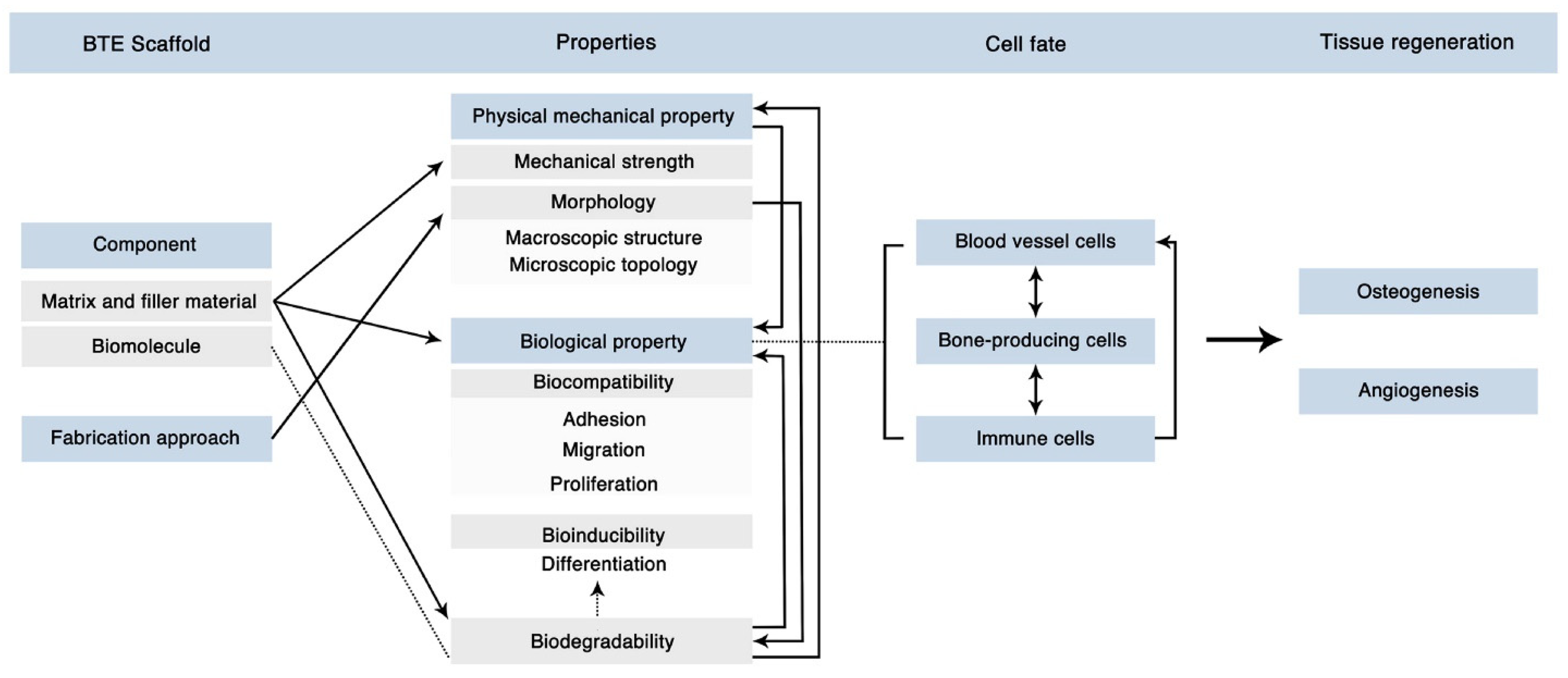 Bioengineering 11 00525 g004