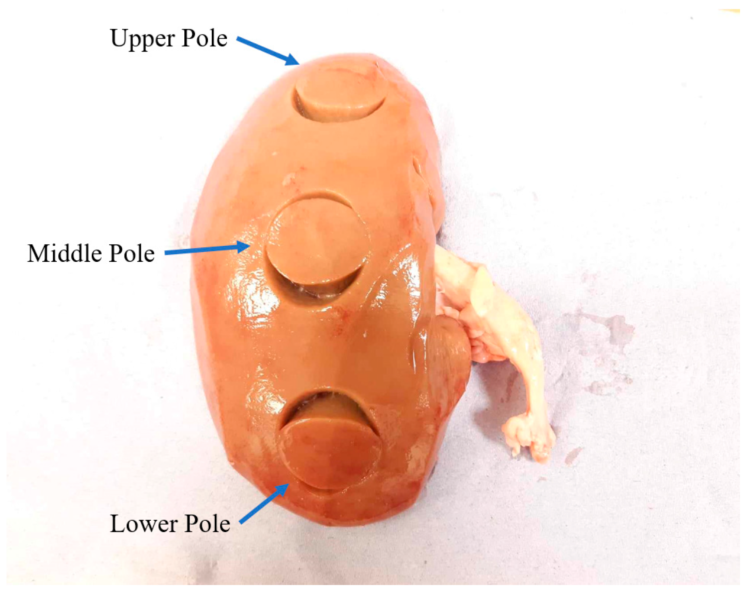 Bioengineering 11 00537 g001