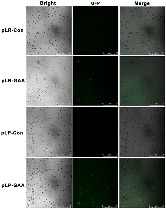 Bioengineering 11 00574 g002