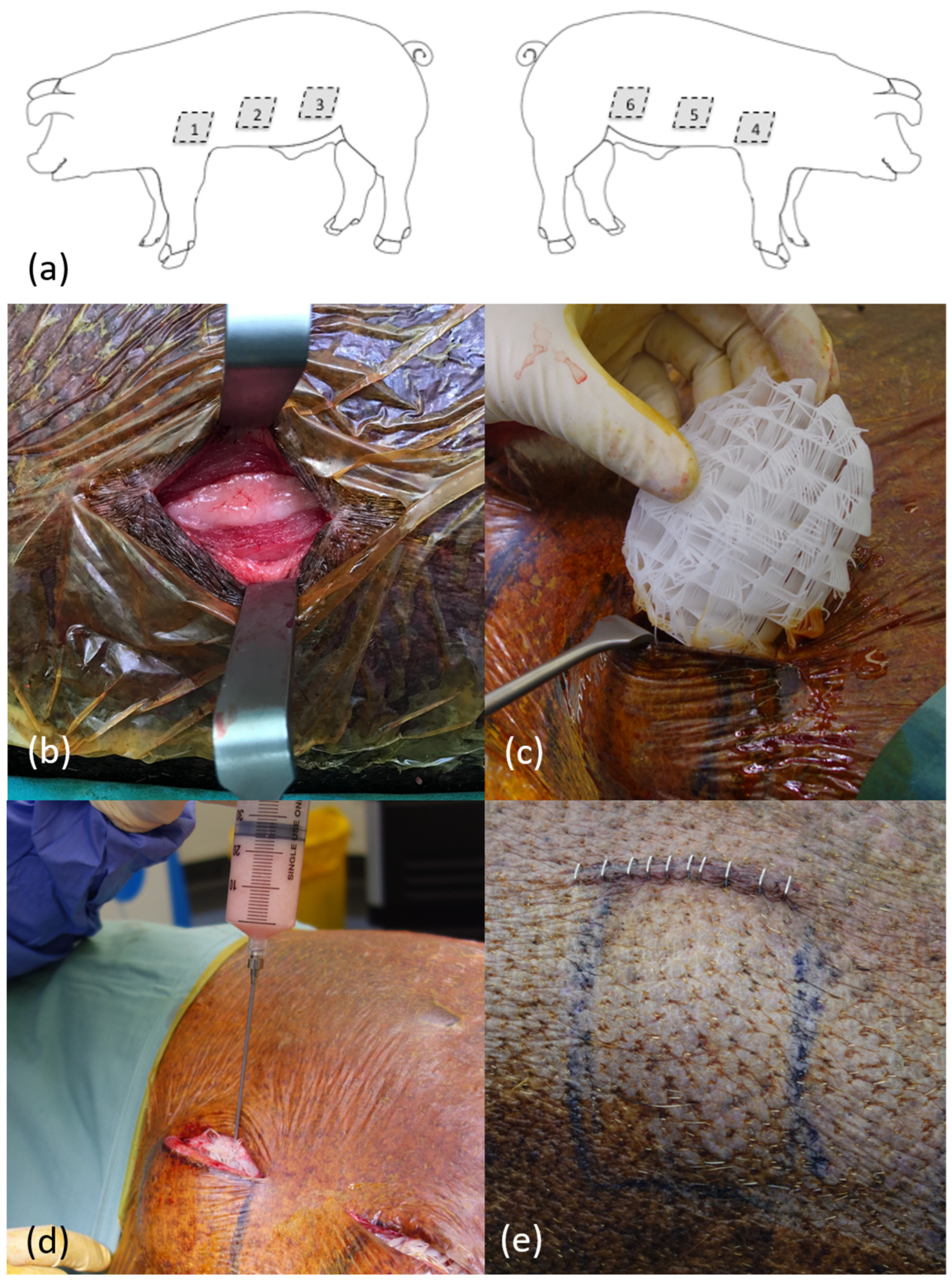 Bioengineering 11 00593 g002