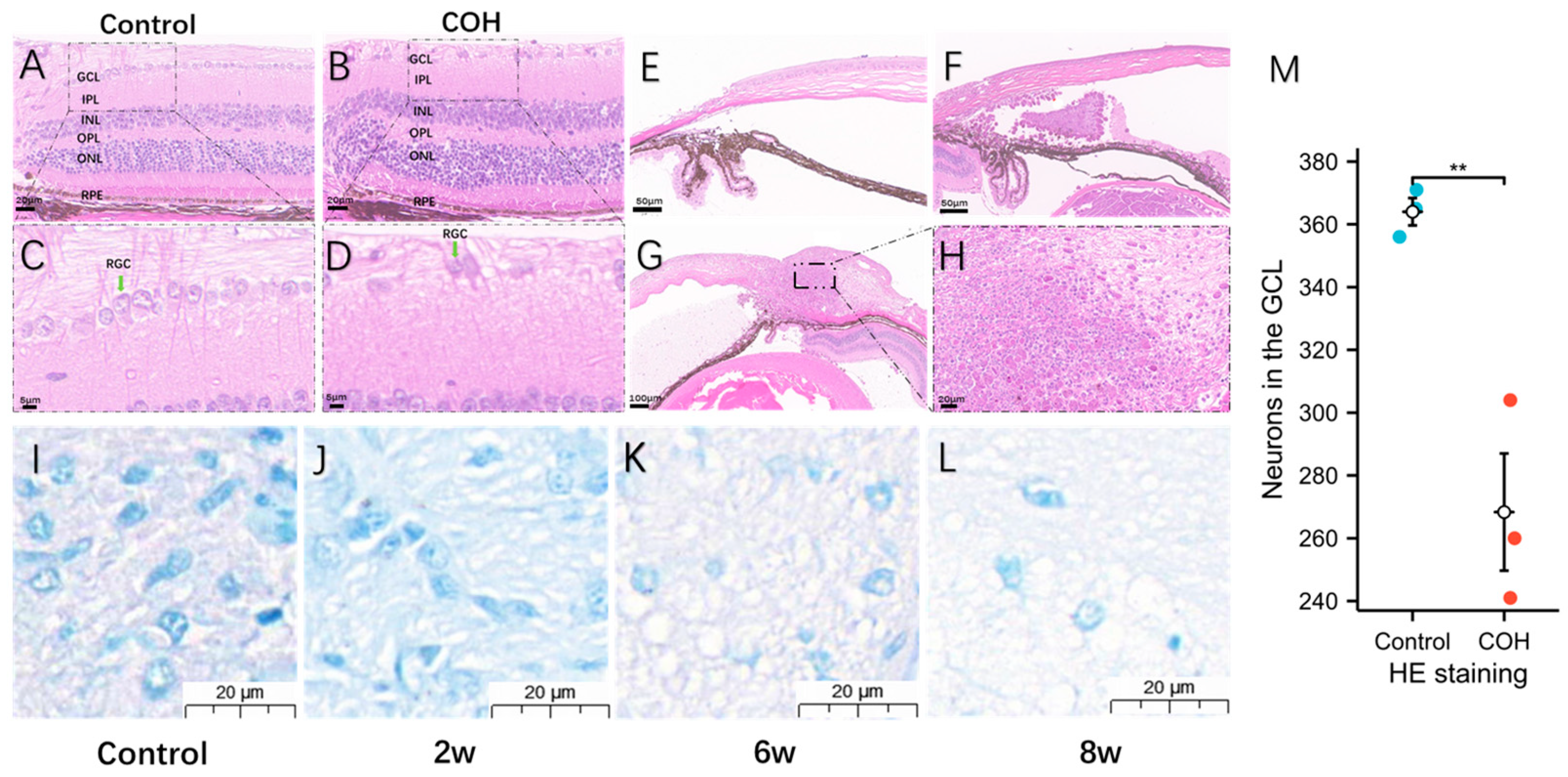 Bioengineering 11 00607 g005