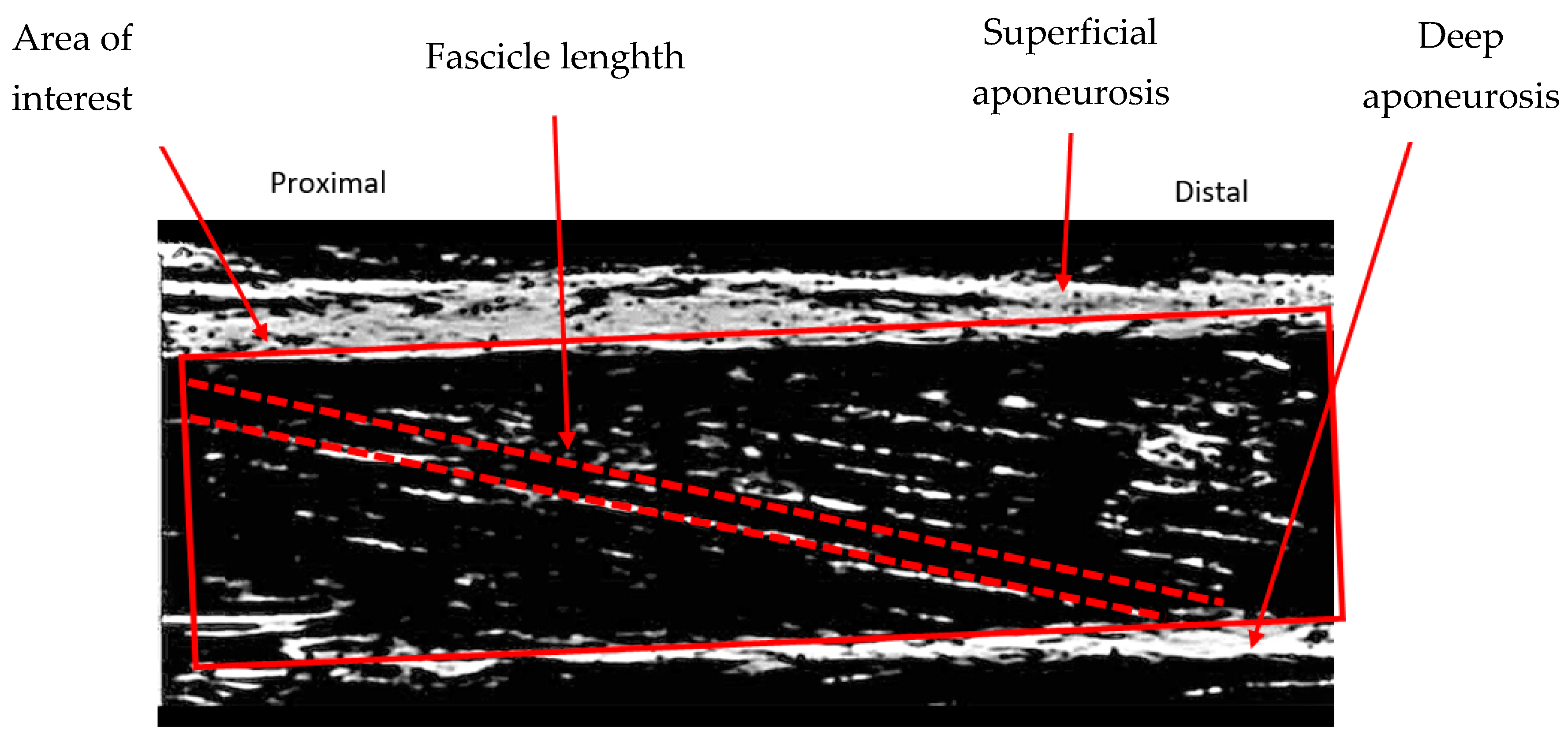 Bioengineering 11 00608 g004