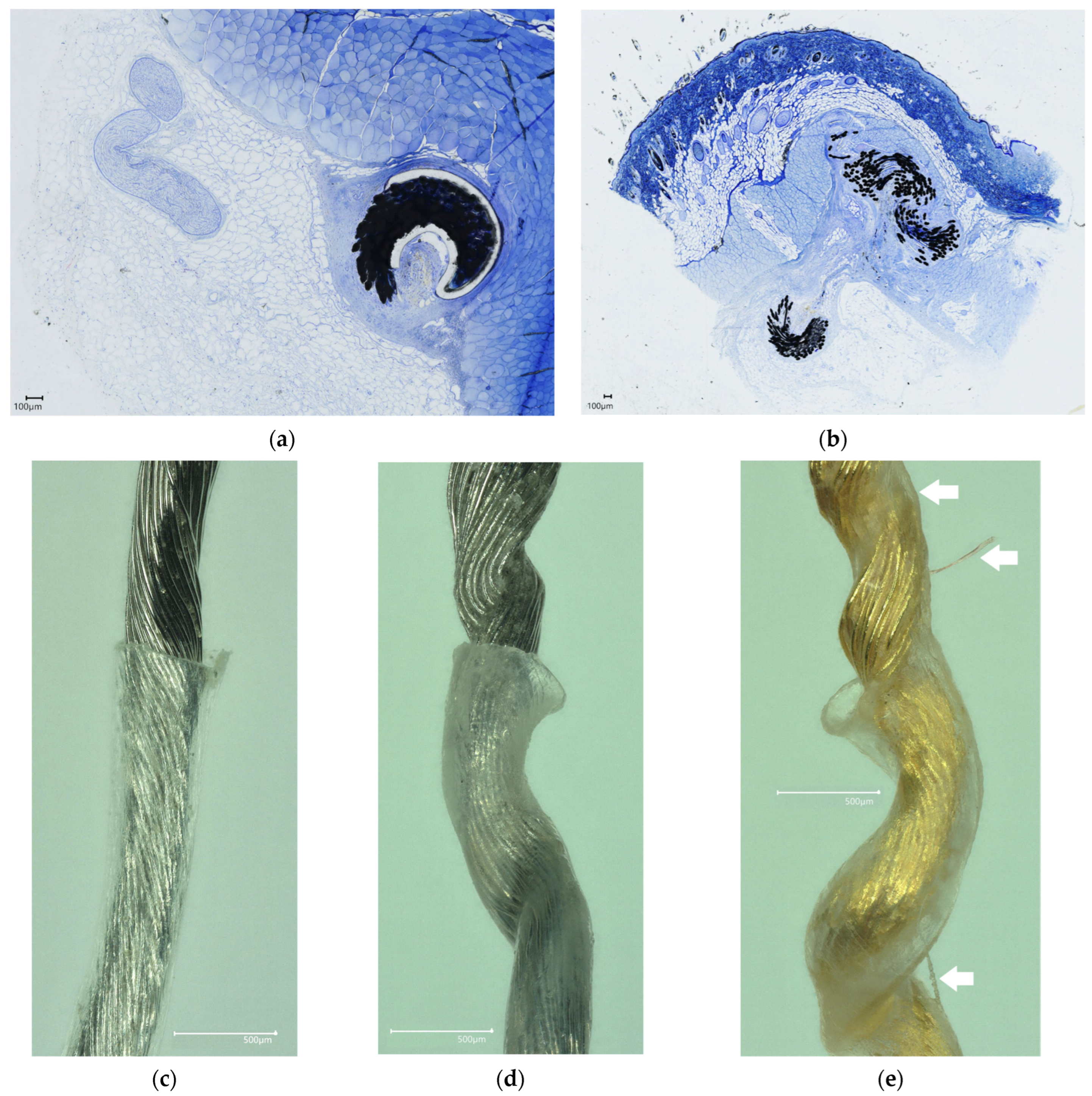 Bioengineering 11 00611 g006