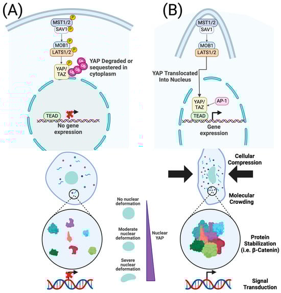 Bioengineering 11 00619 g002