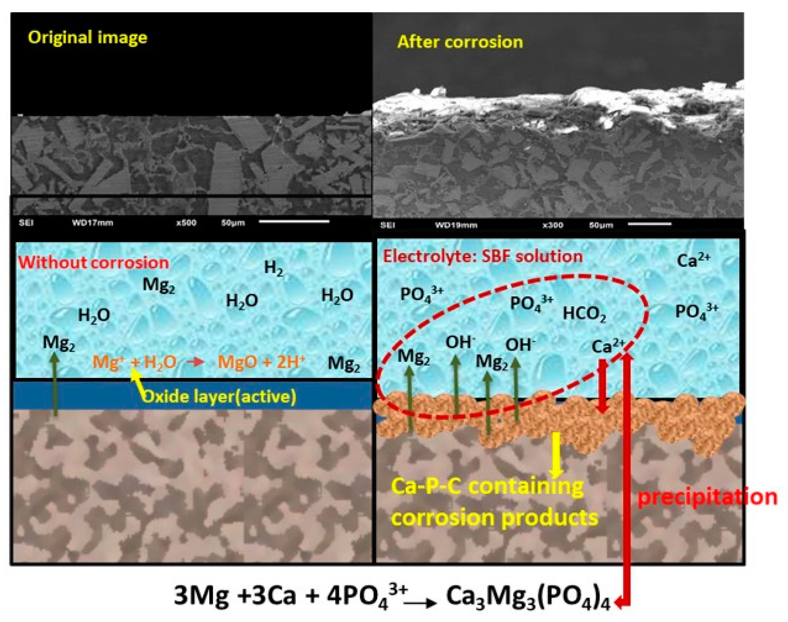Bioengineering 11 00621 g008