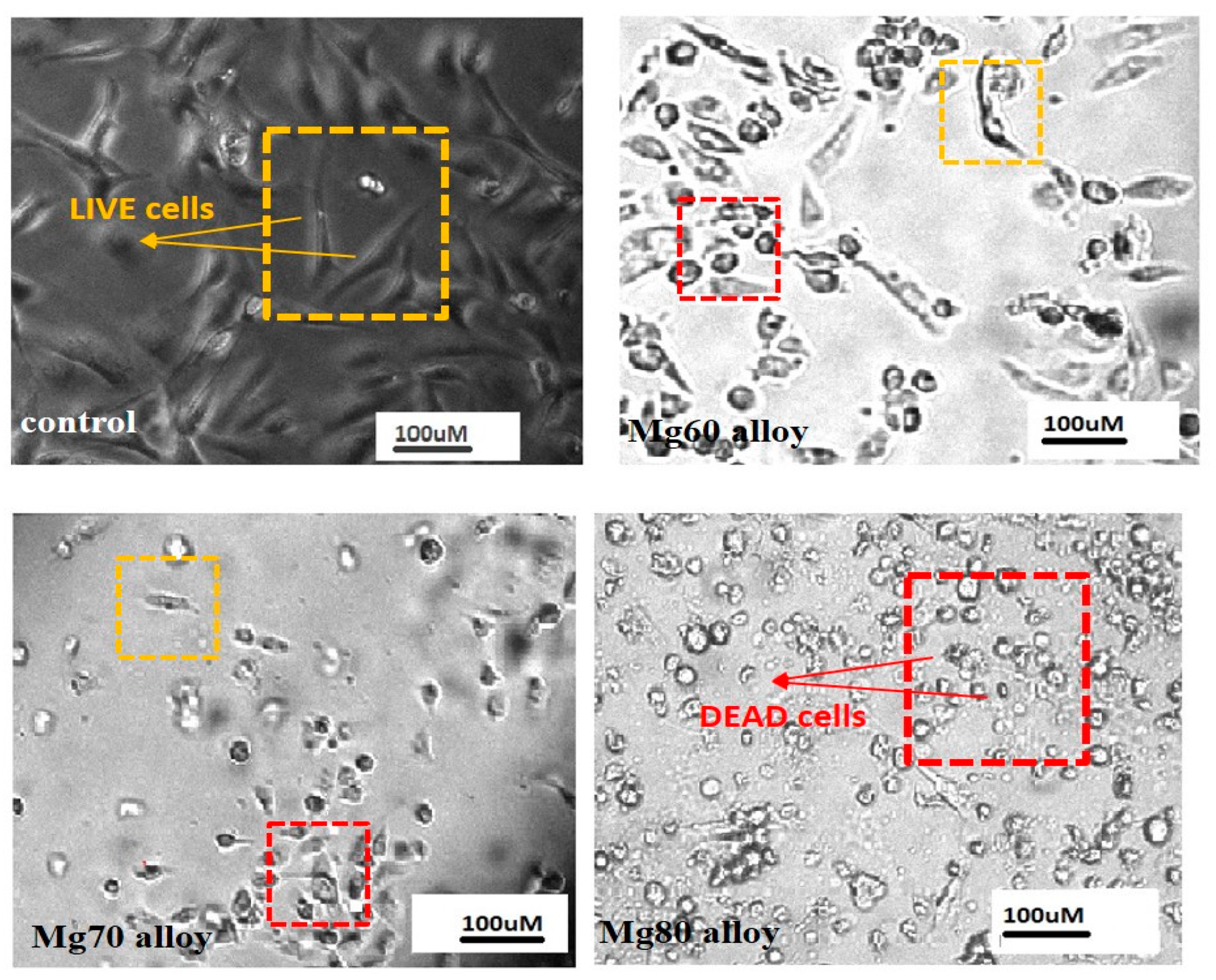 Bioengineering 11 00621 g010