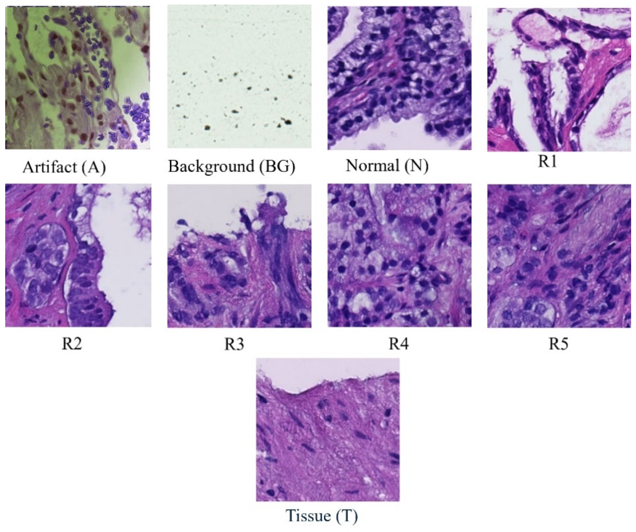 Bioengineering 11 00624 g001