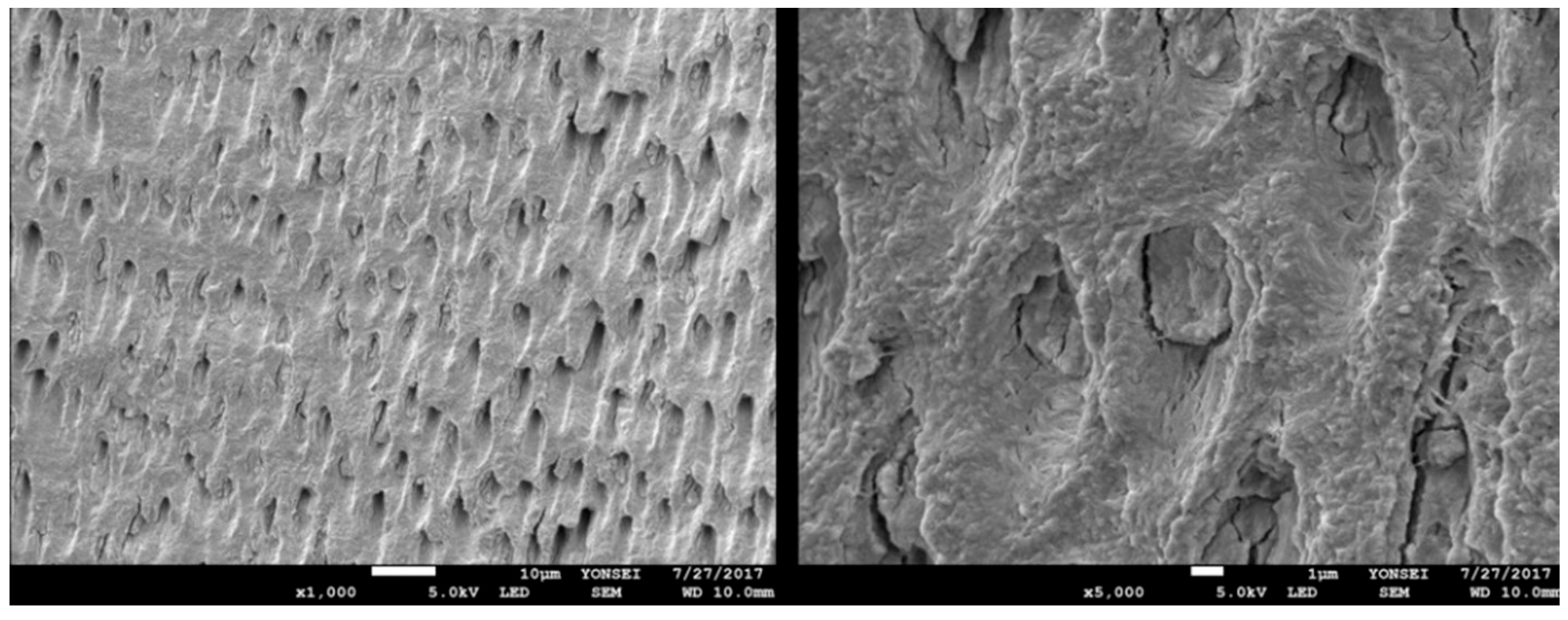 Bioengineering 11 00633 g003