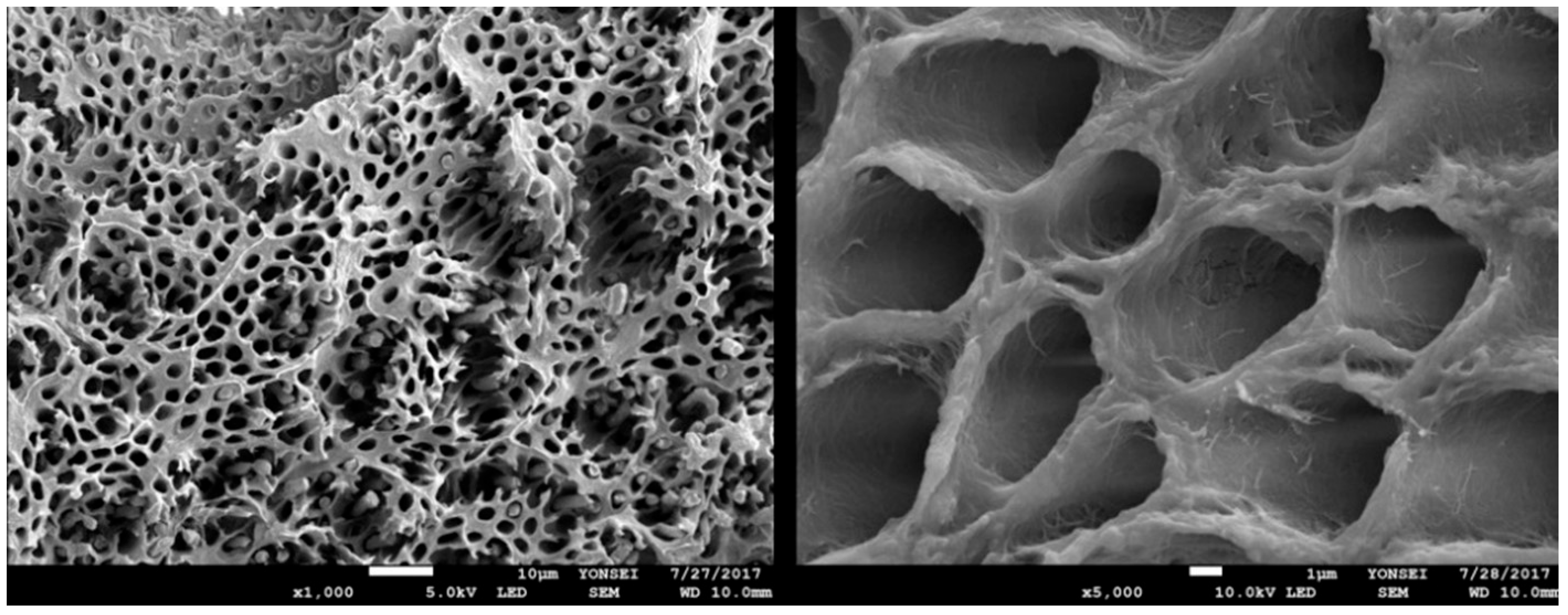 Bioengineering 11 00633 g004