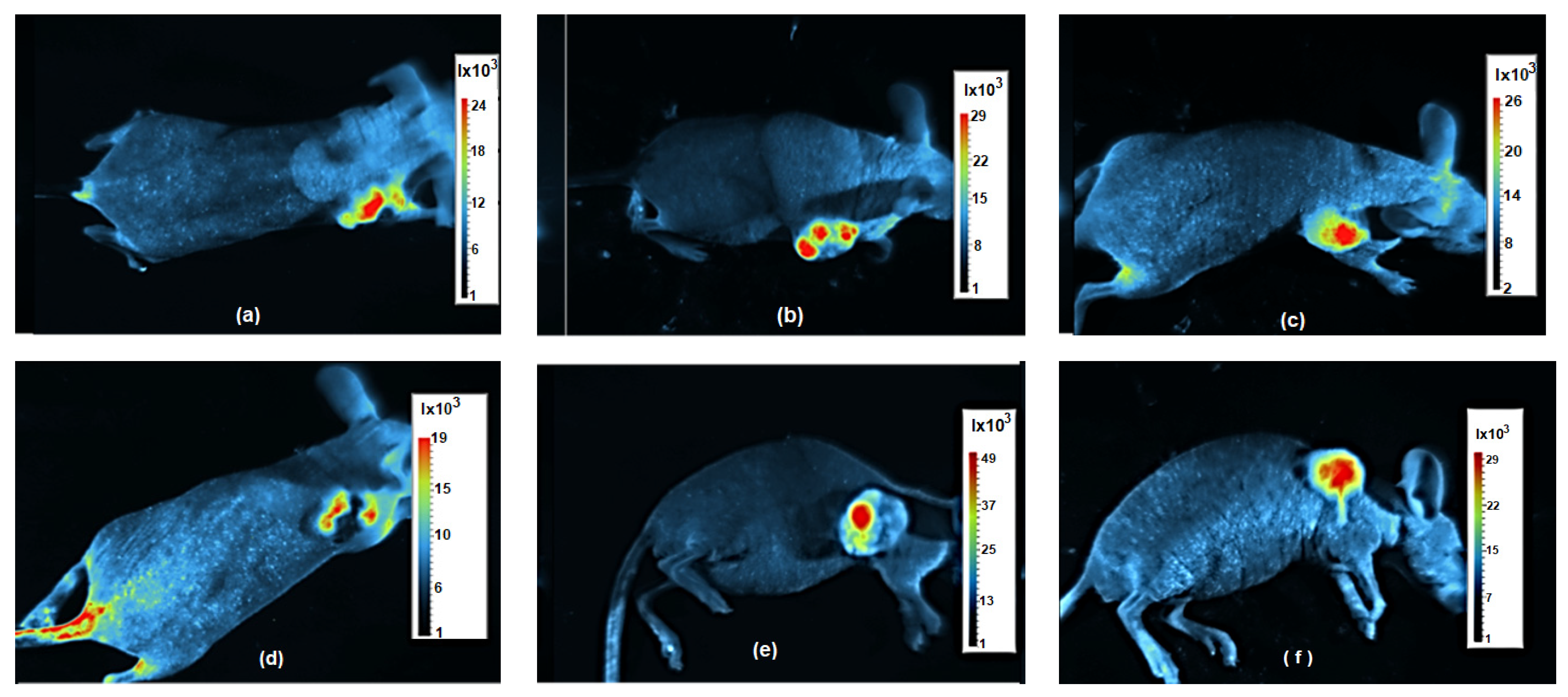Bioengineering 11 00638 g009