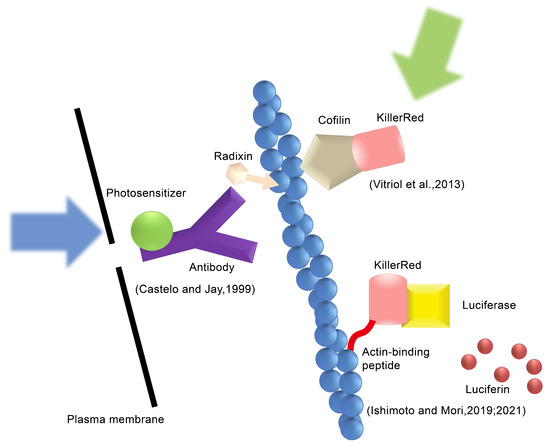 Bioengineering 11 00651 g001
