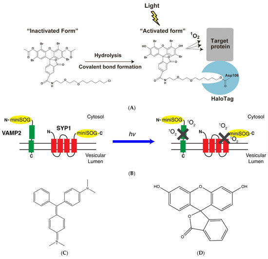 Bioengineering 11 00651 g003a