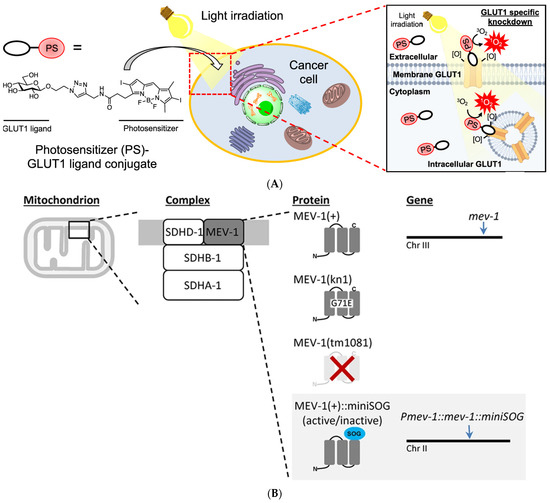 Bioengineering 11 00651 g004a