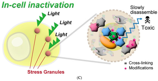 Bioengineering 11 00651 g004b
