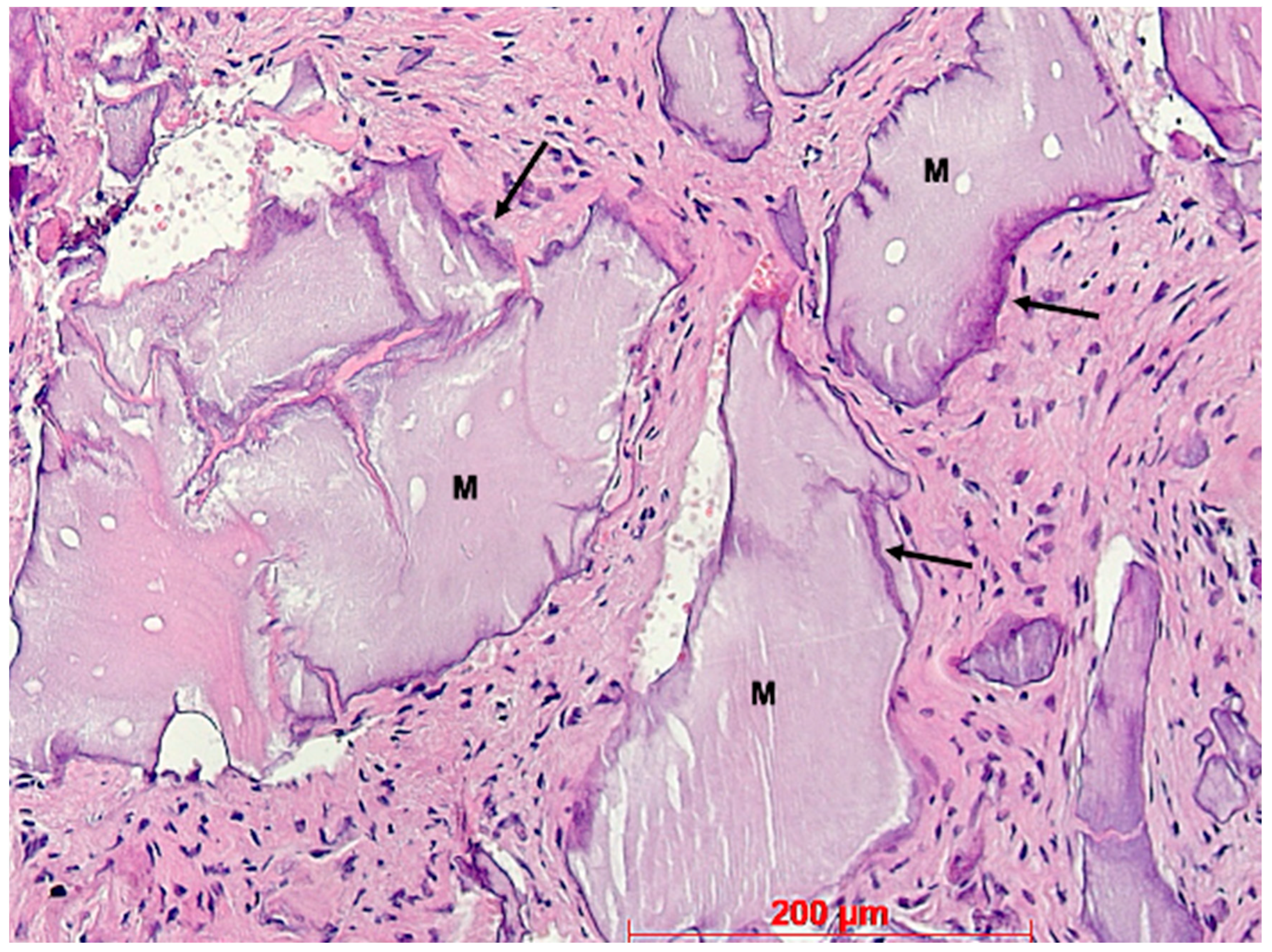 Bioengineering 11 00665 g012