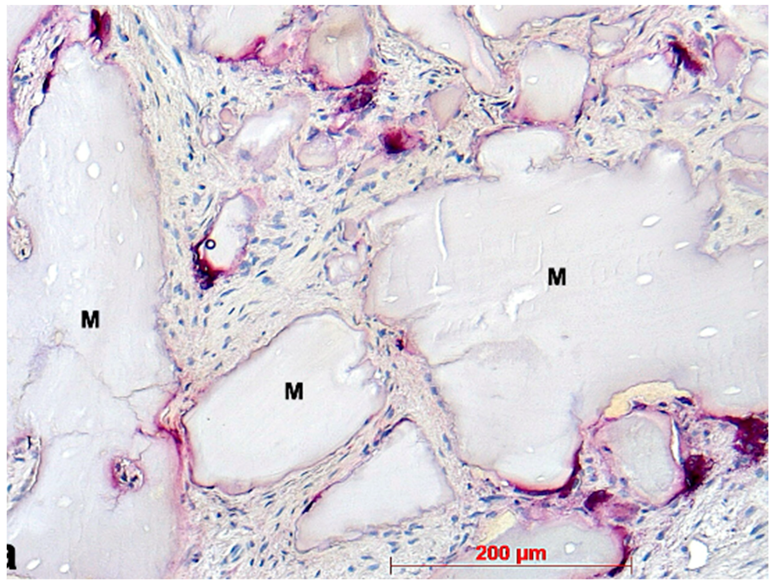 Bioengineering 11 00665 g015