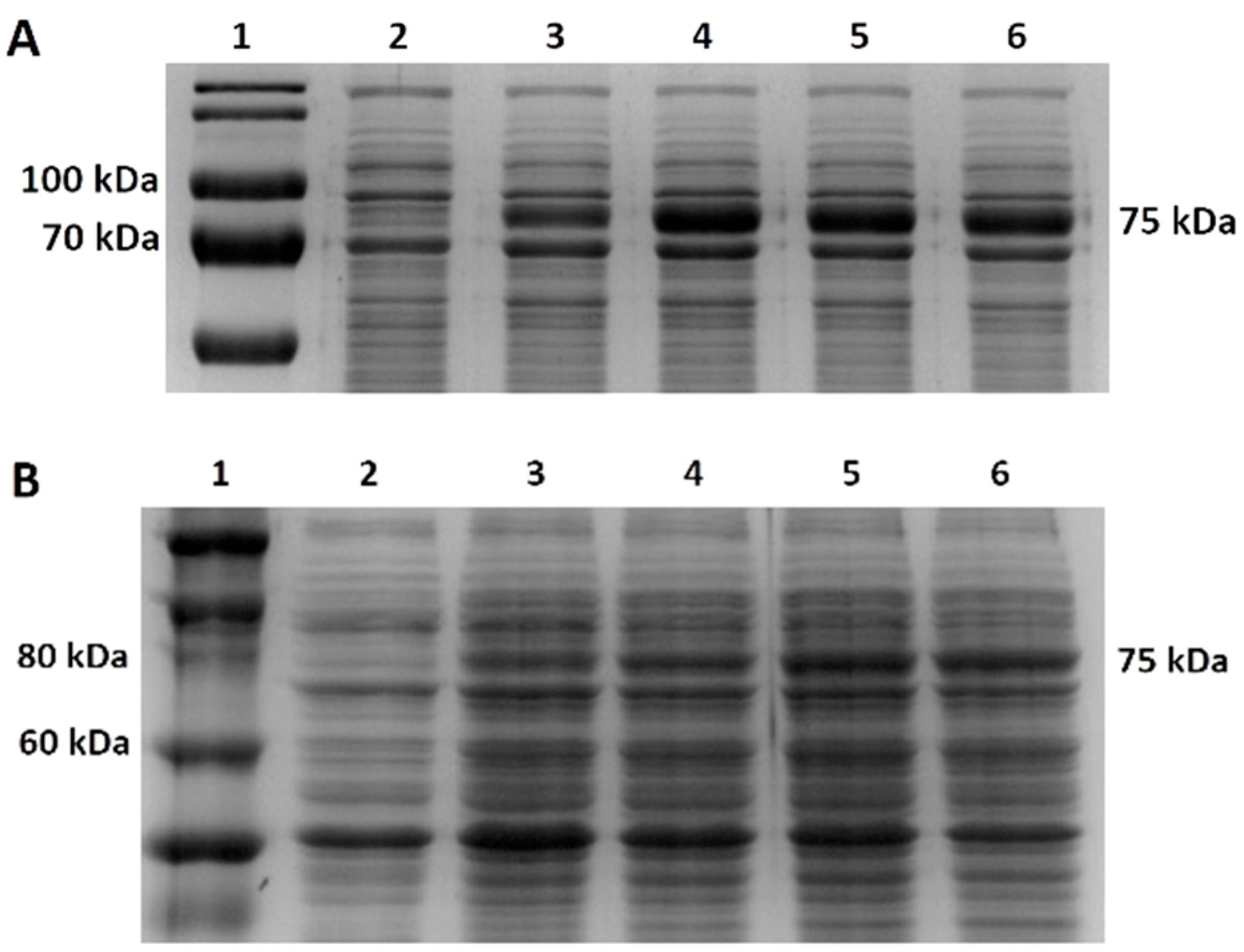 Bioengineering 11 00727 g002 Bioengineering 11 00727 g002
