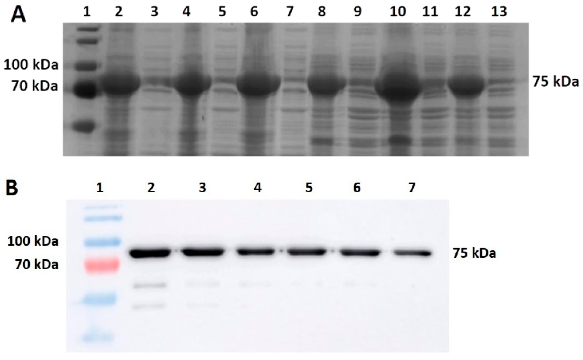 Bioengineering 11 00727 g005 Bioengineering 11 00727 g005