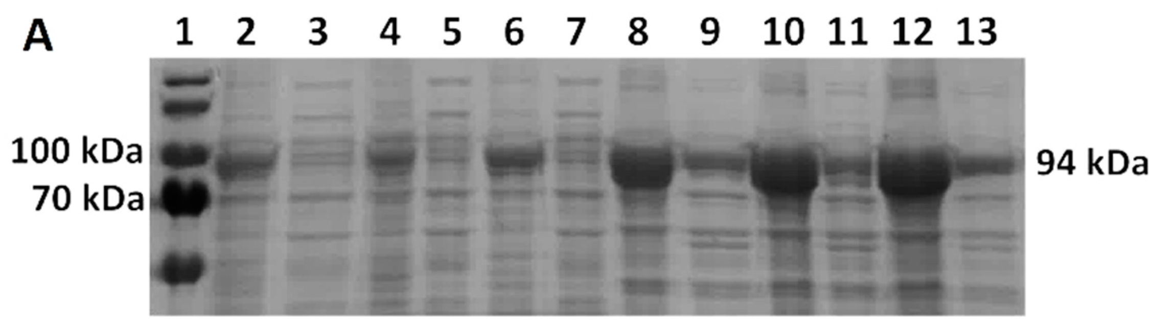 Bioengineering 11 00727 g007a Bioengineering 11 00727 g007a