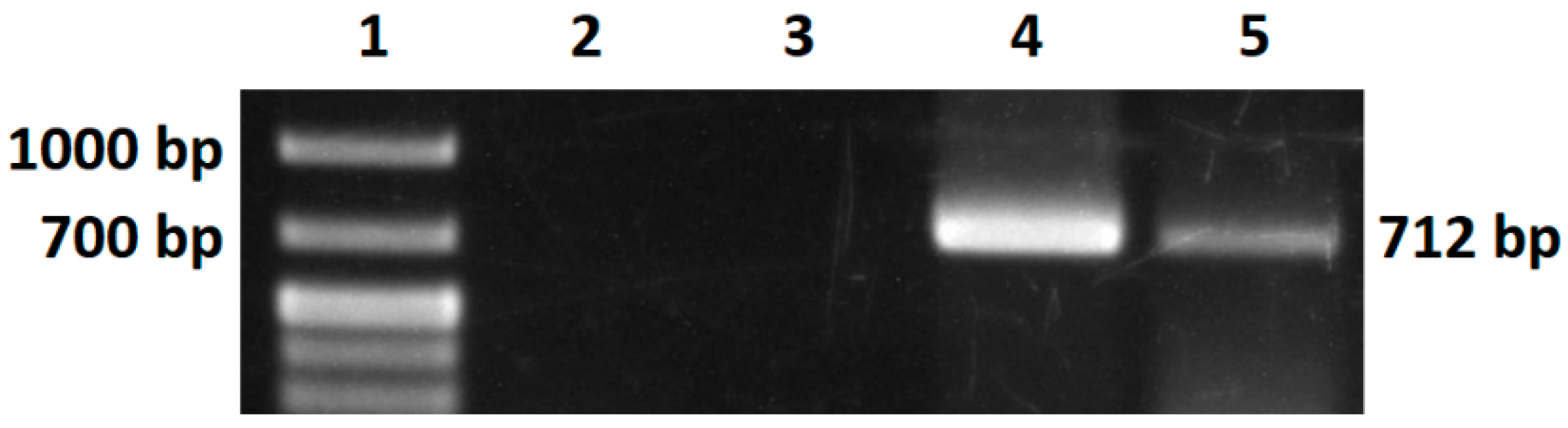 Bioengineering 11 00727 g011 Bioengineering 11 00727 g011