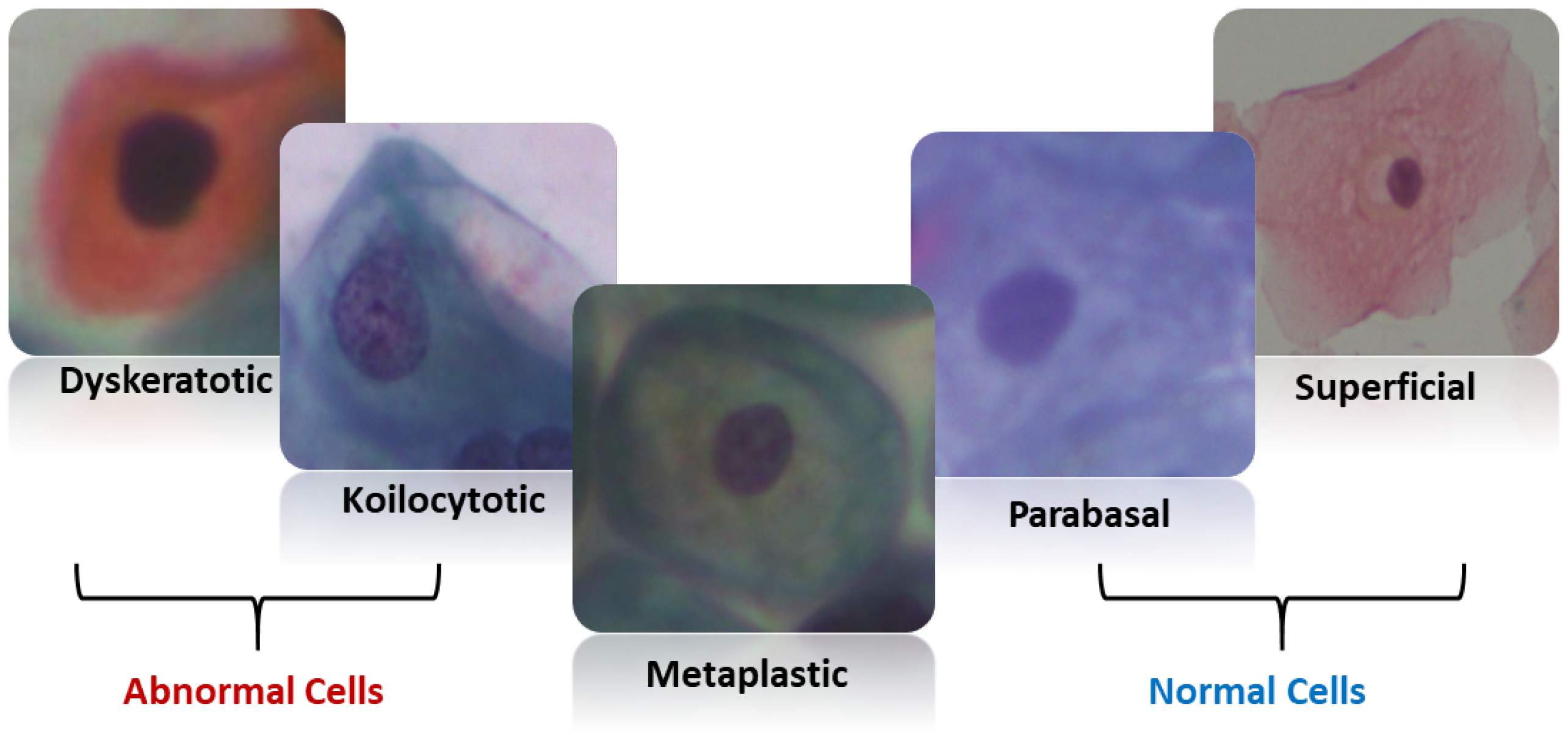 Bioengineering 11 00729 g002