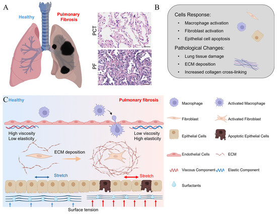 Bioengineering 11 00747 g001