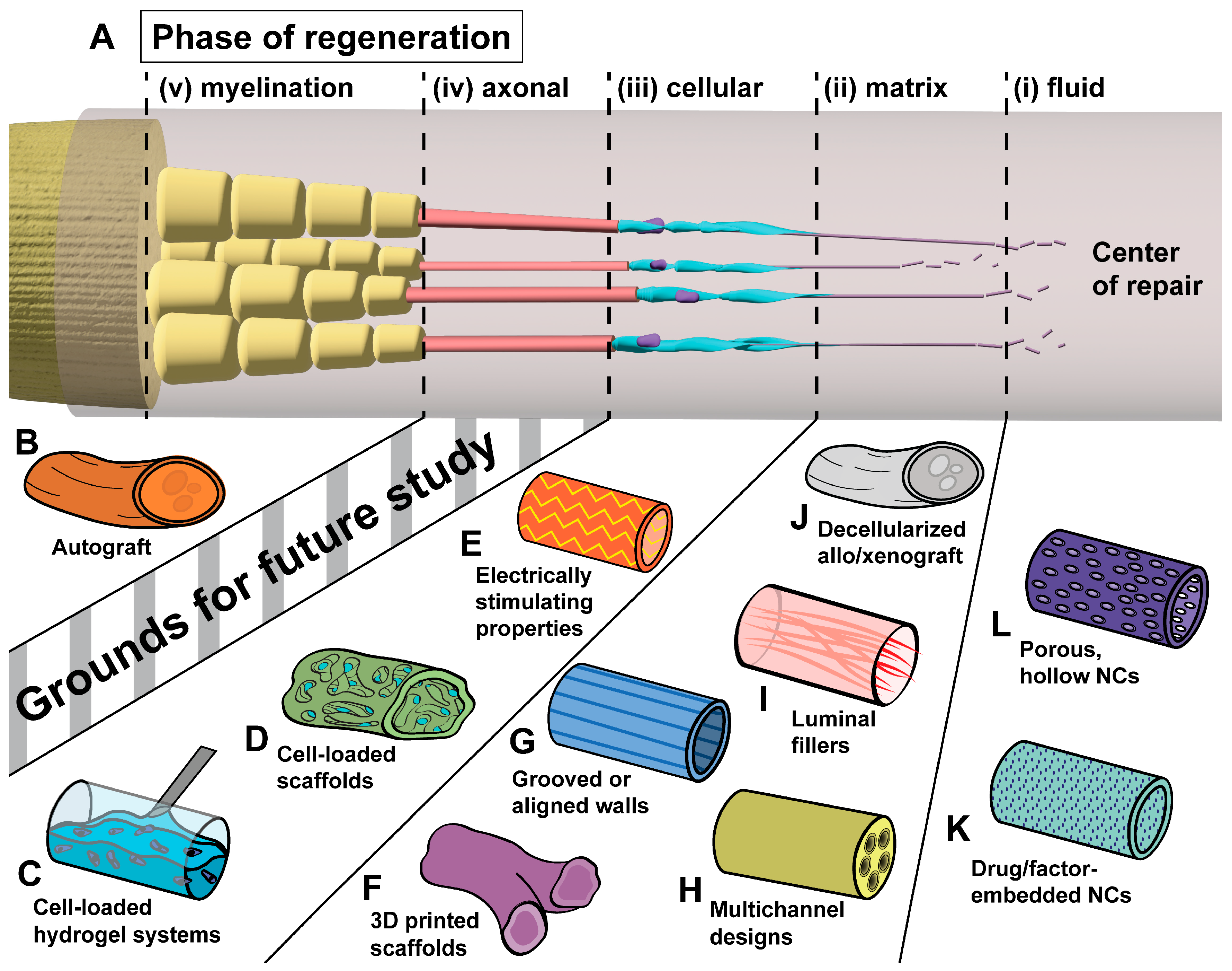 Bioengineering 11 00776 g001 Bioengineering 11 00776 g001
