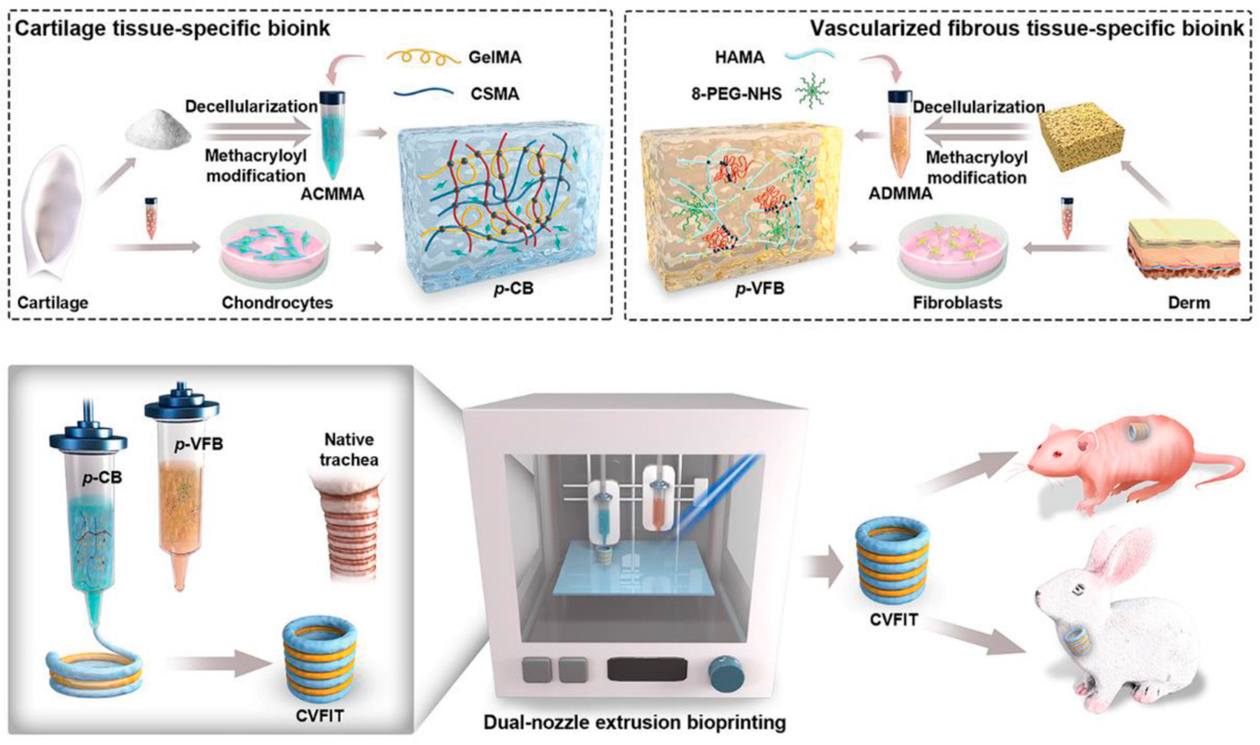Bioengineering 11 00777 g002