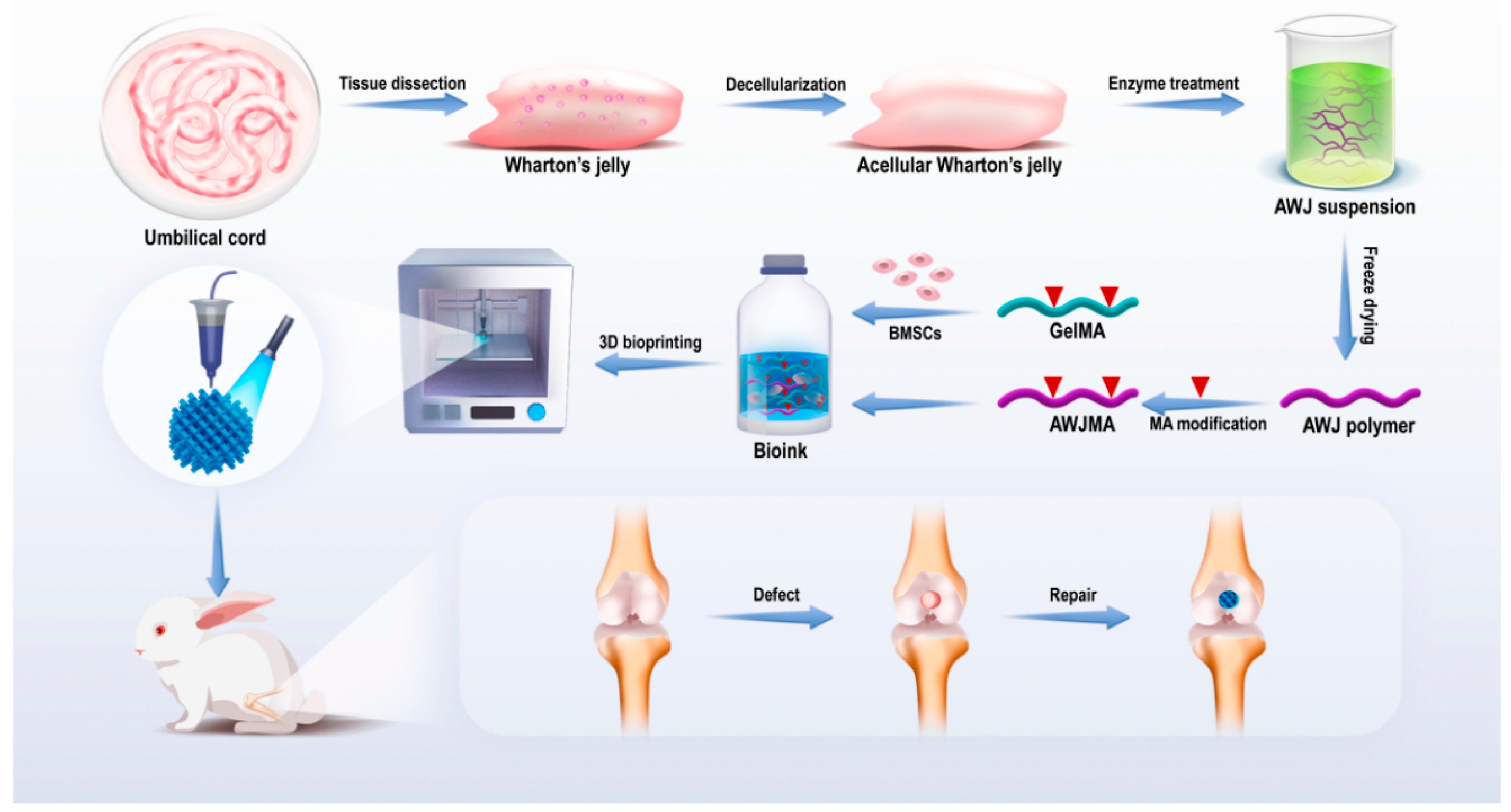 Bioengineering 11 00777 g005