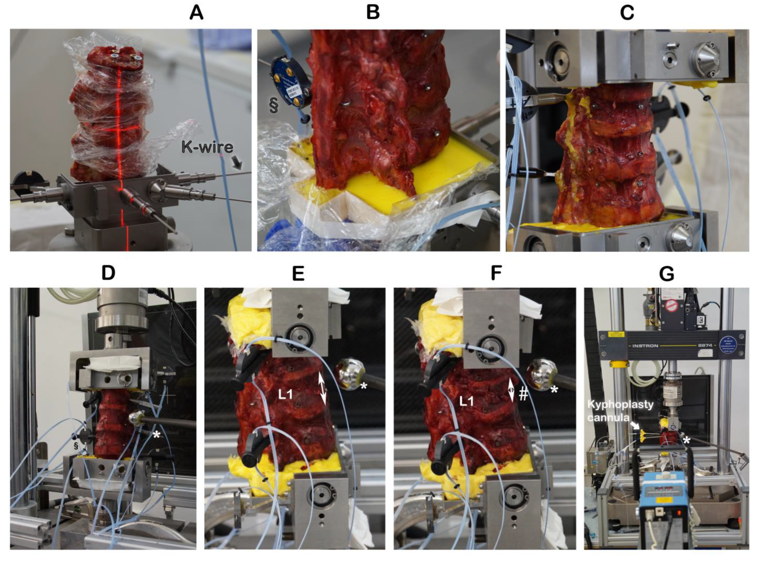 Bioengineering 11 00795 g001