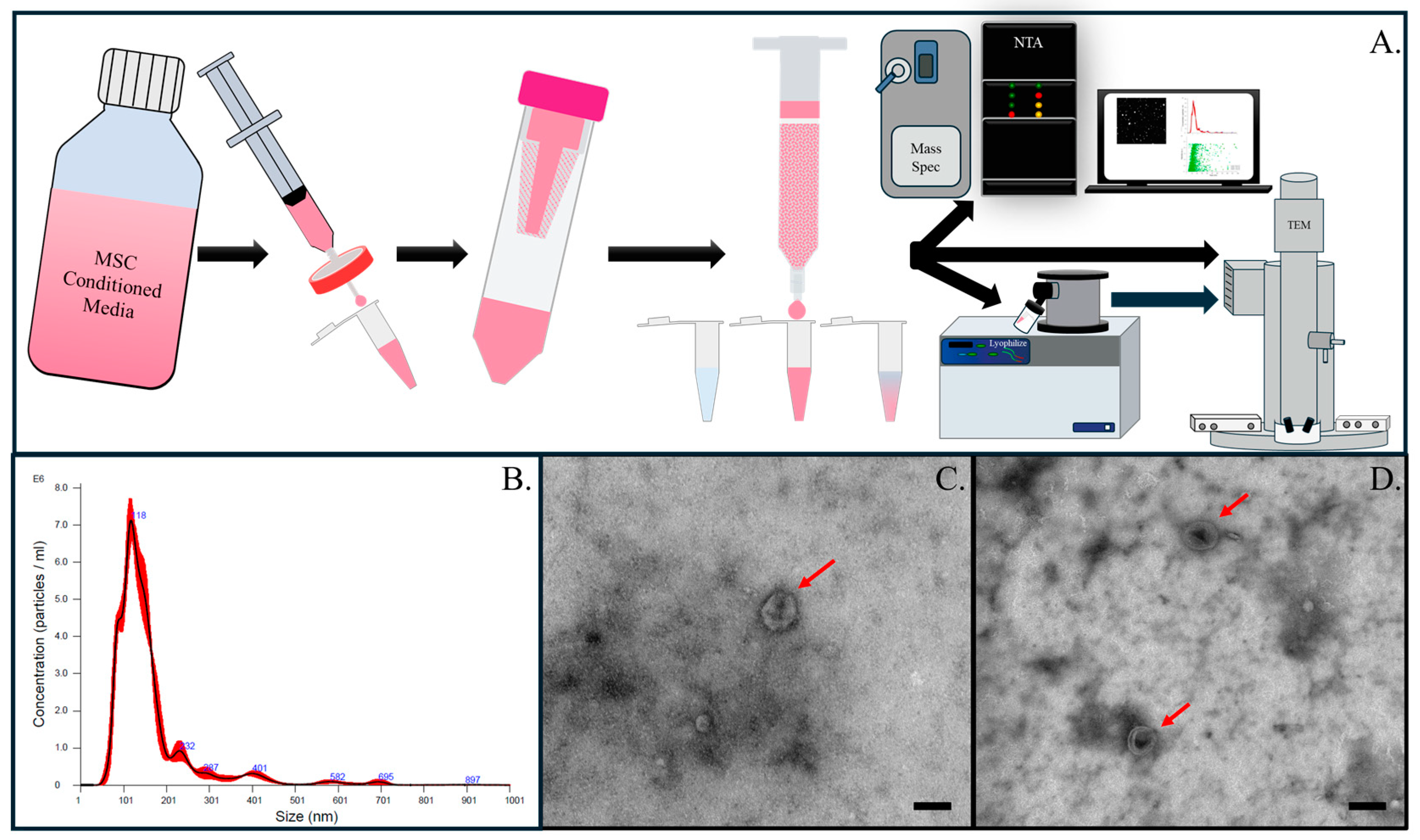Bioengineering 11 00804 g001
