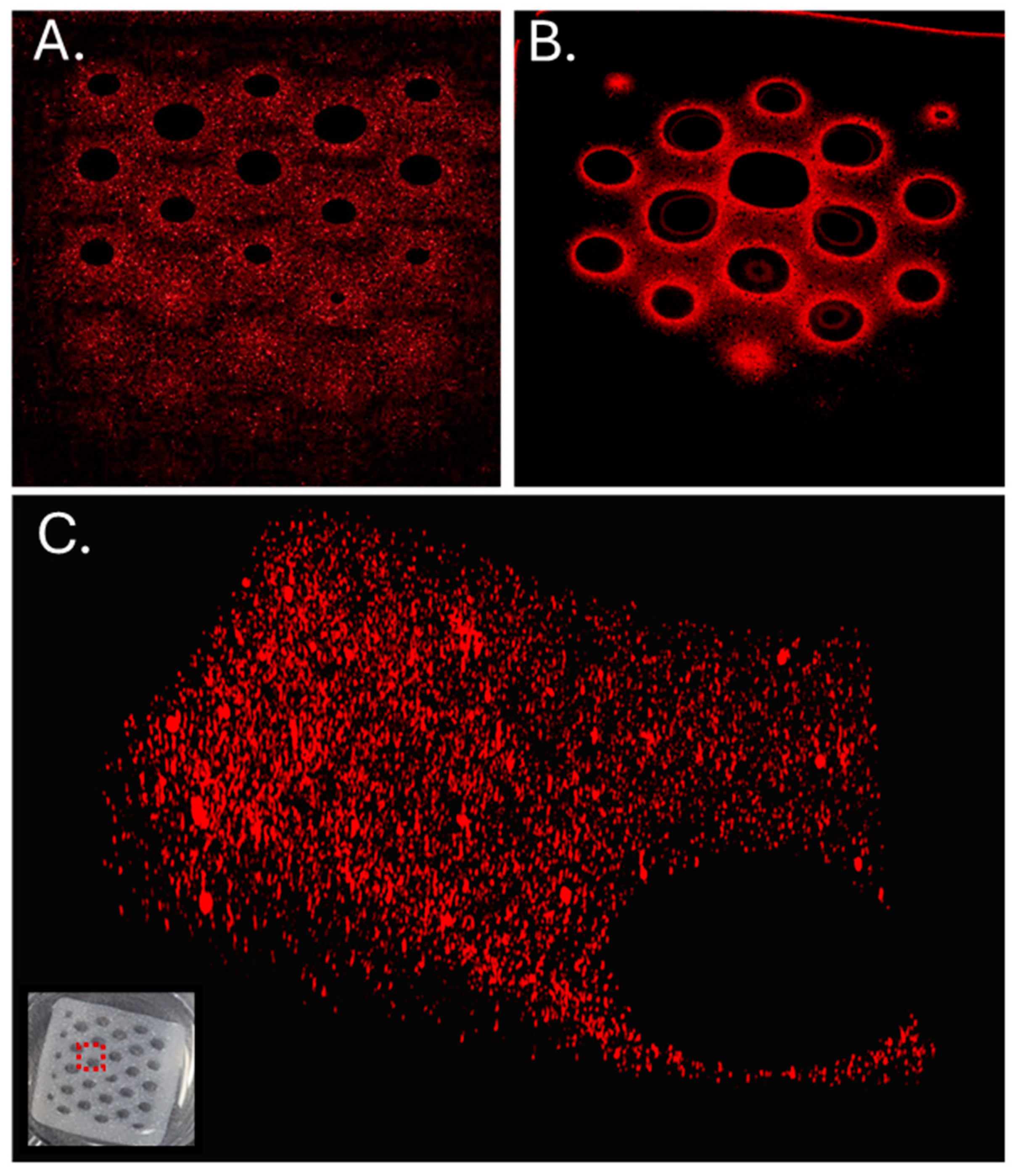 Bioengineering 11 00804 g006