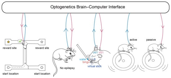 Bioengineering 11 00821 g002