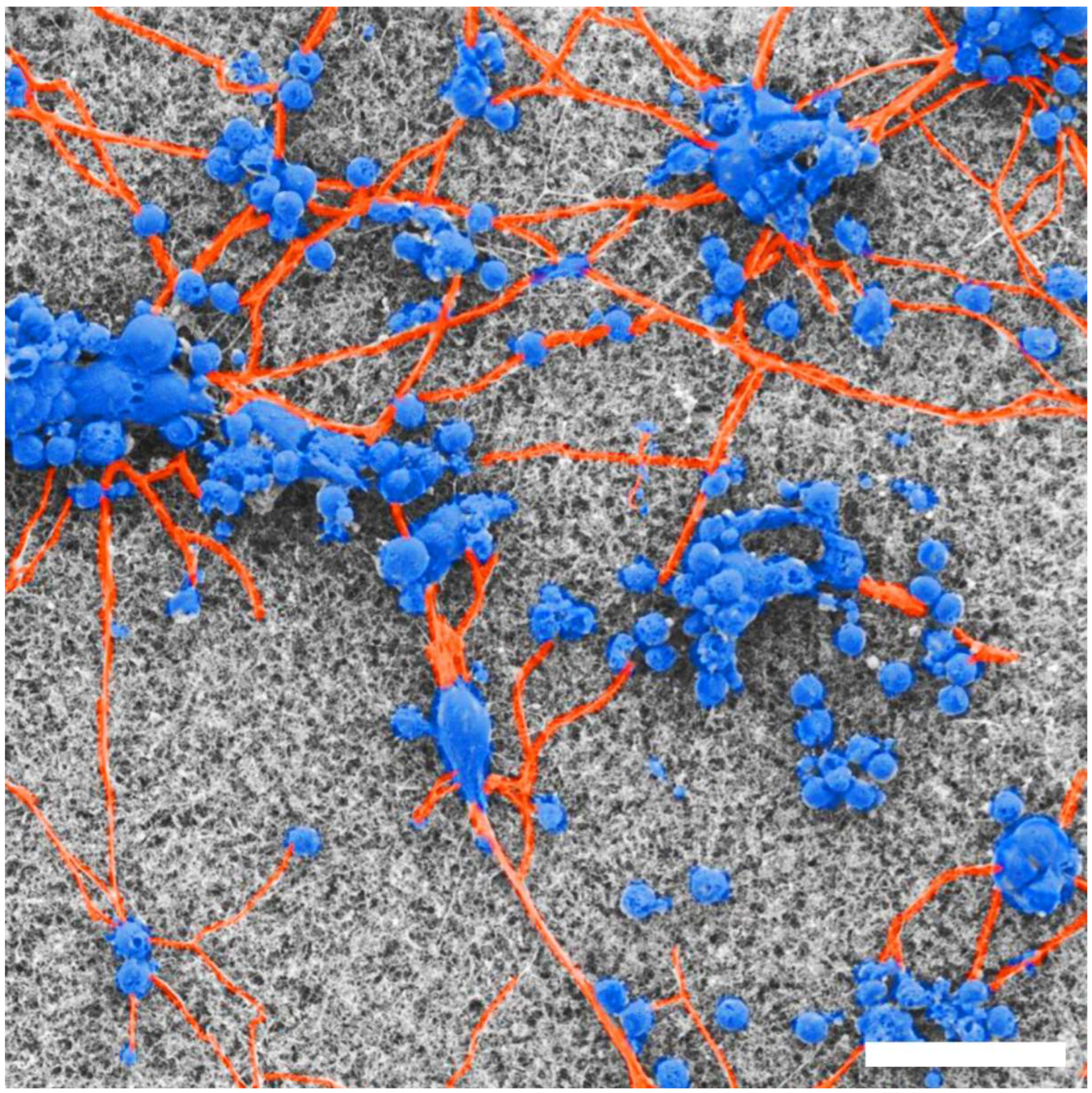 Bioengineering 11 00823 g004