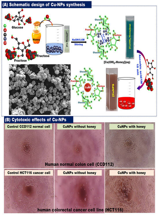 Bioengineering 11 00829 g006