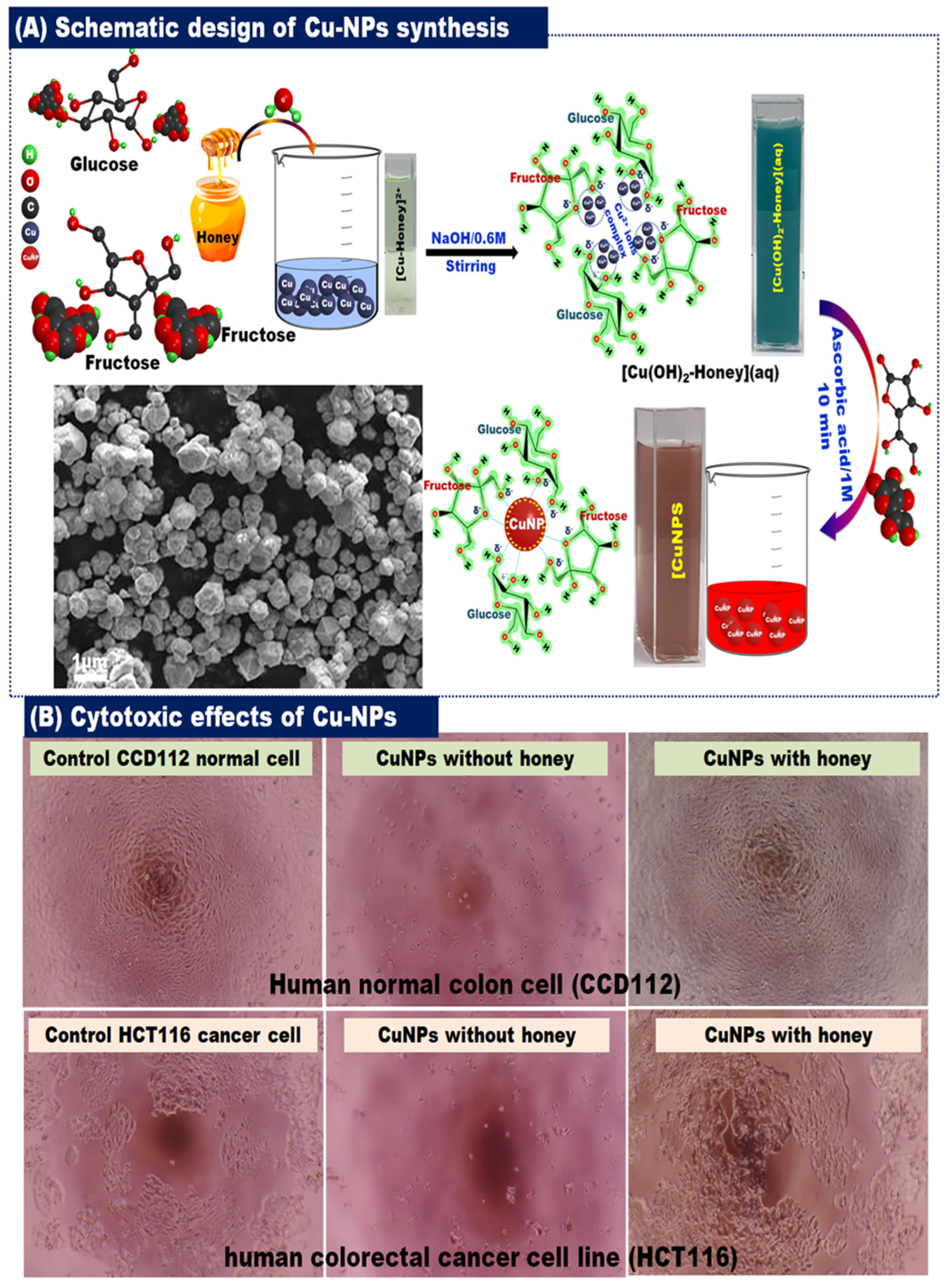 Bioengineering 11 00829 g006