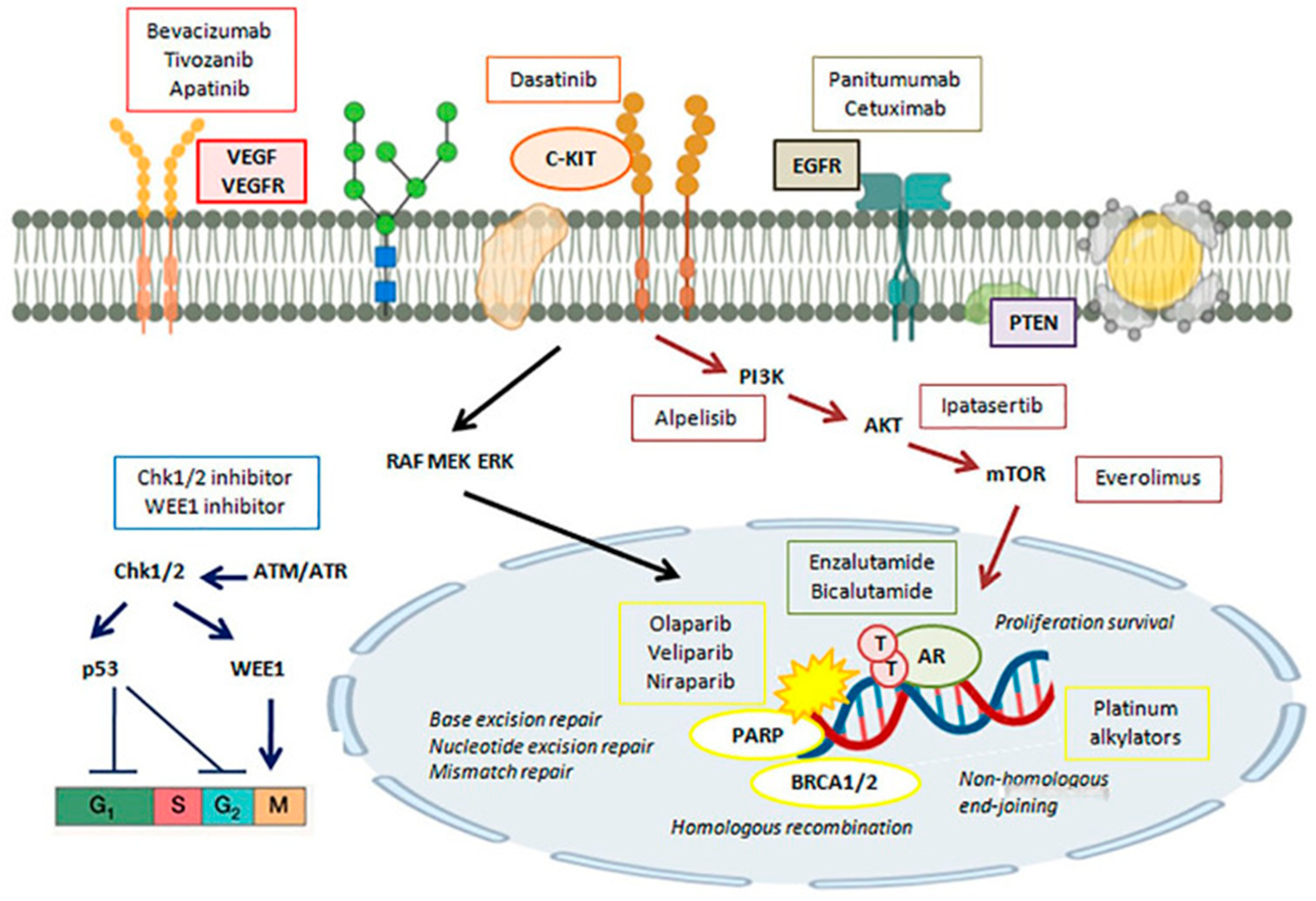 Bioengineering 11 00830 g002