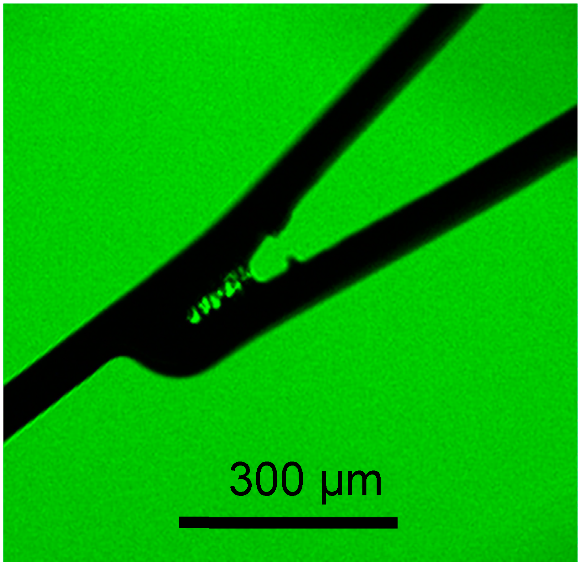 Bioengineering 11 00833 g002