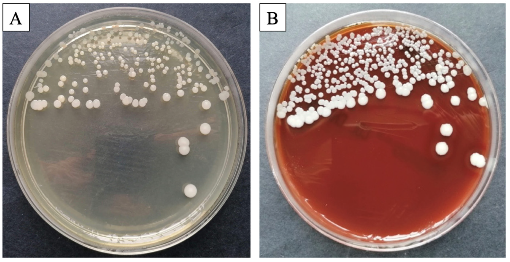 Bioengineering 11 00837 g001 Bioengineering 11 00837 g001