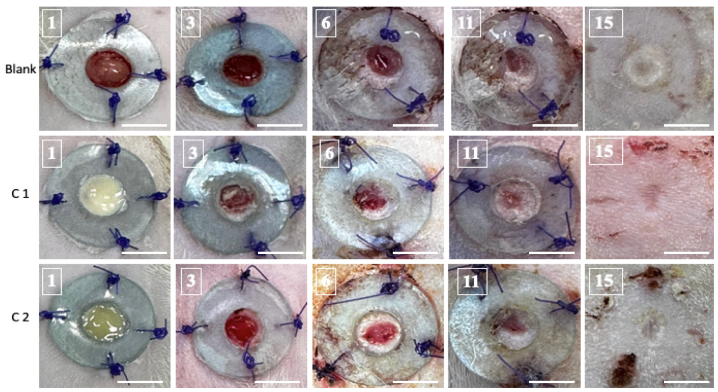 Bioengineering 11 00837 g002 Bioengineering 11 00837 g002