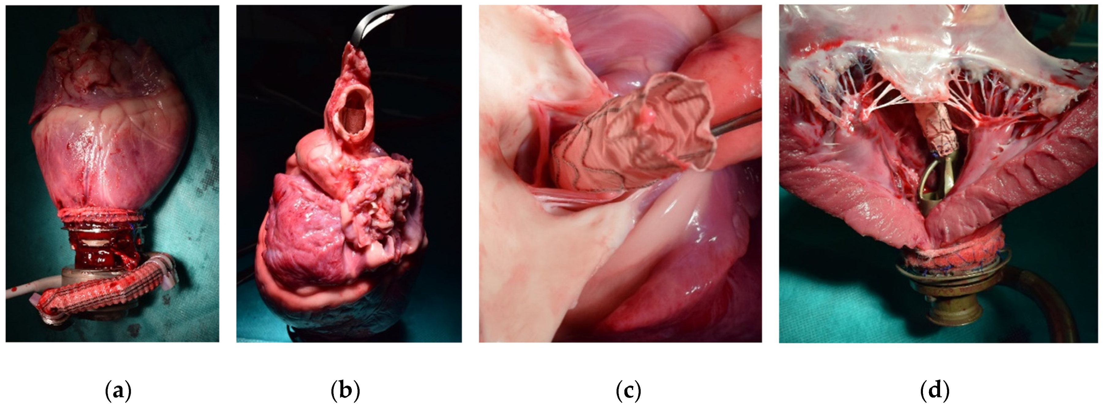 Bioengineering 11 00848 g006