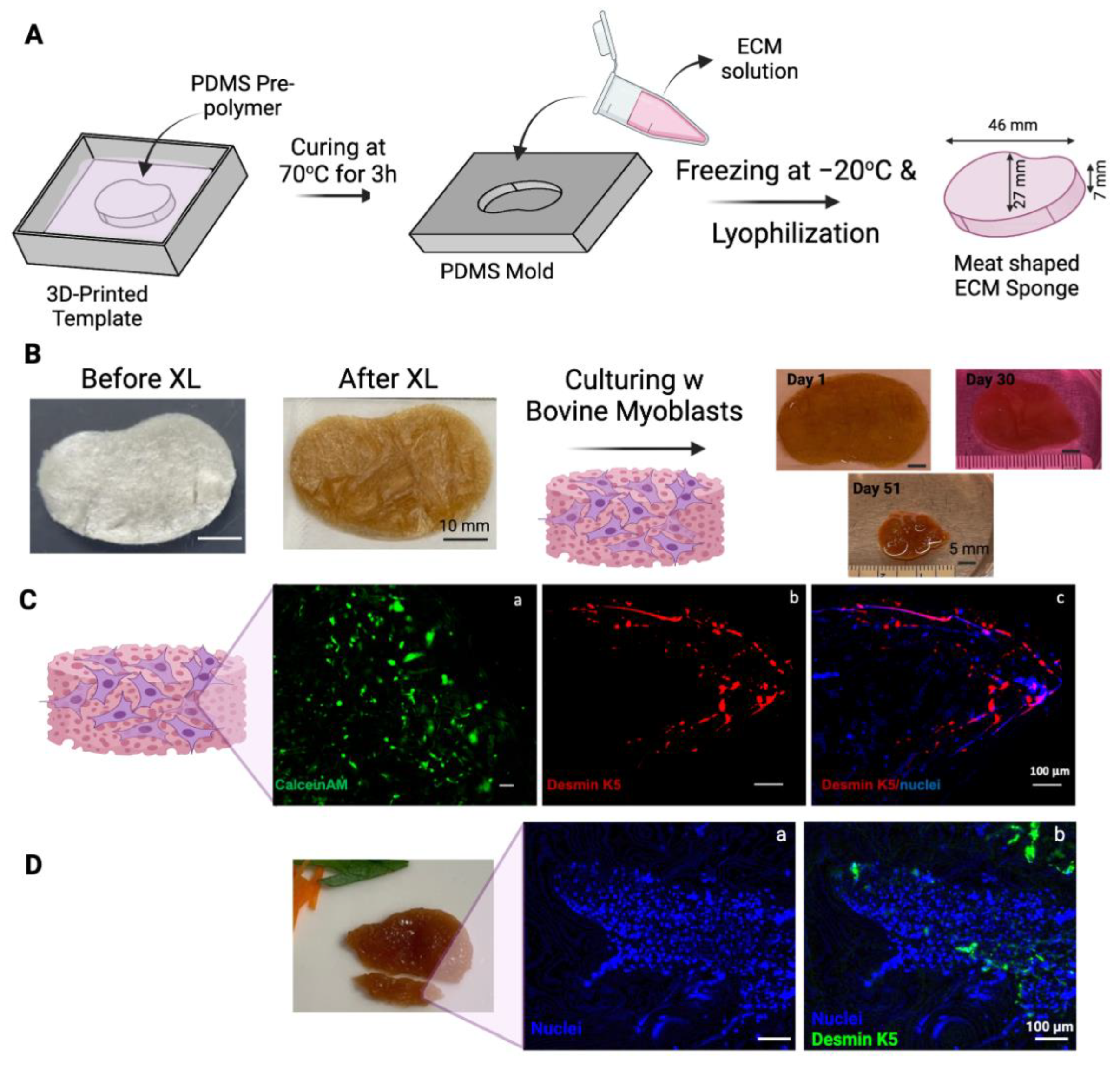 Bioengineering 11 00854 g004