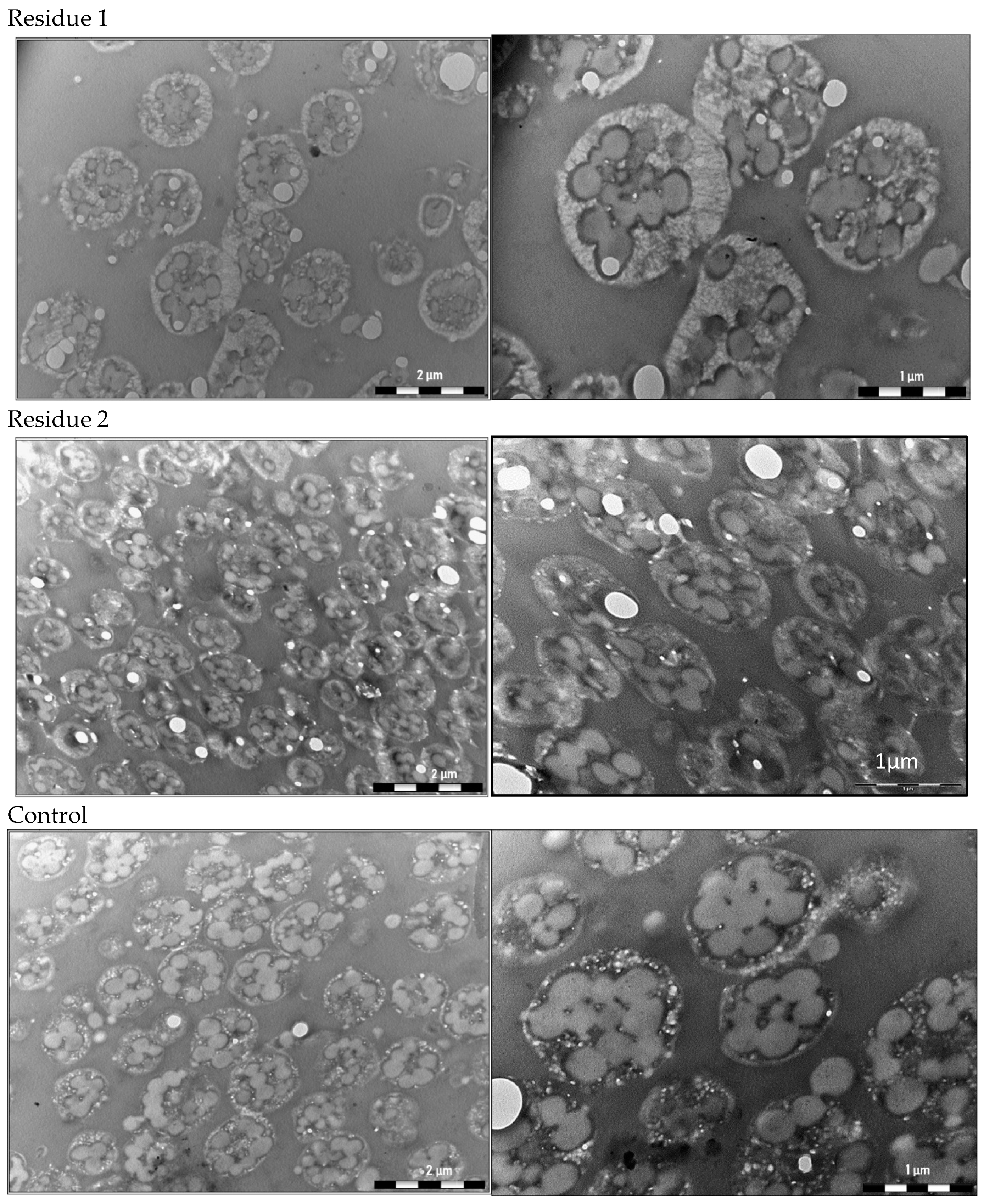 Bioengineering 11 00870 g002