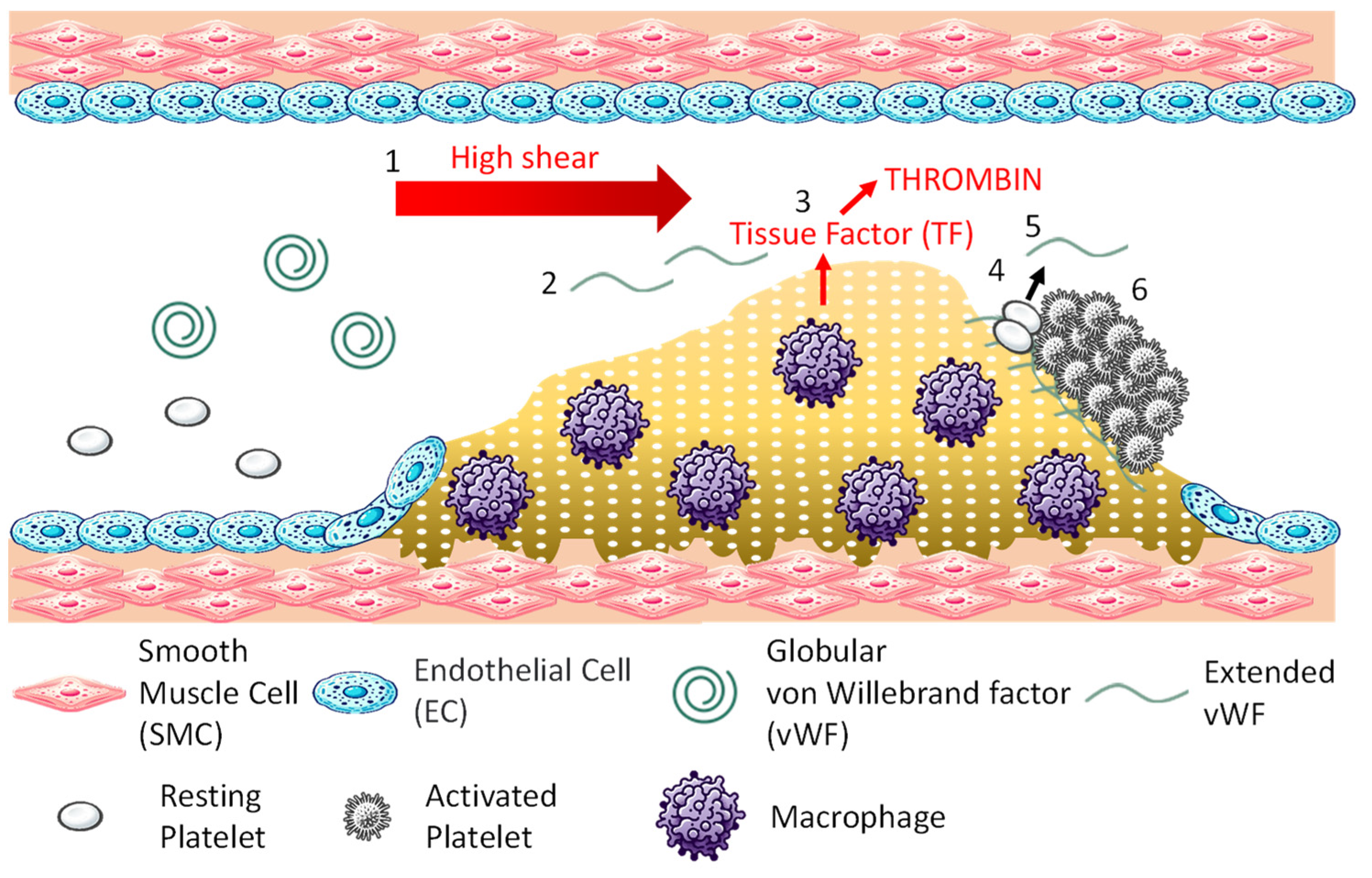Bioengineering 11 00871 g001 Bioengineering 11 00871 g001