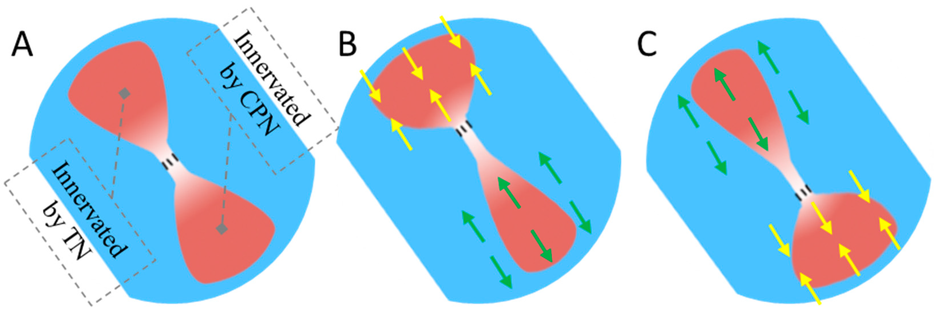 Bioengineering 11 00904 g001