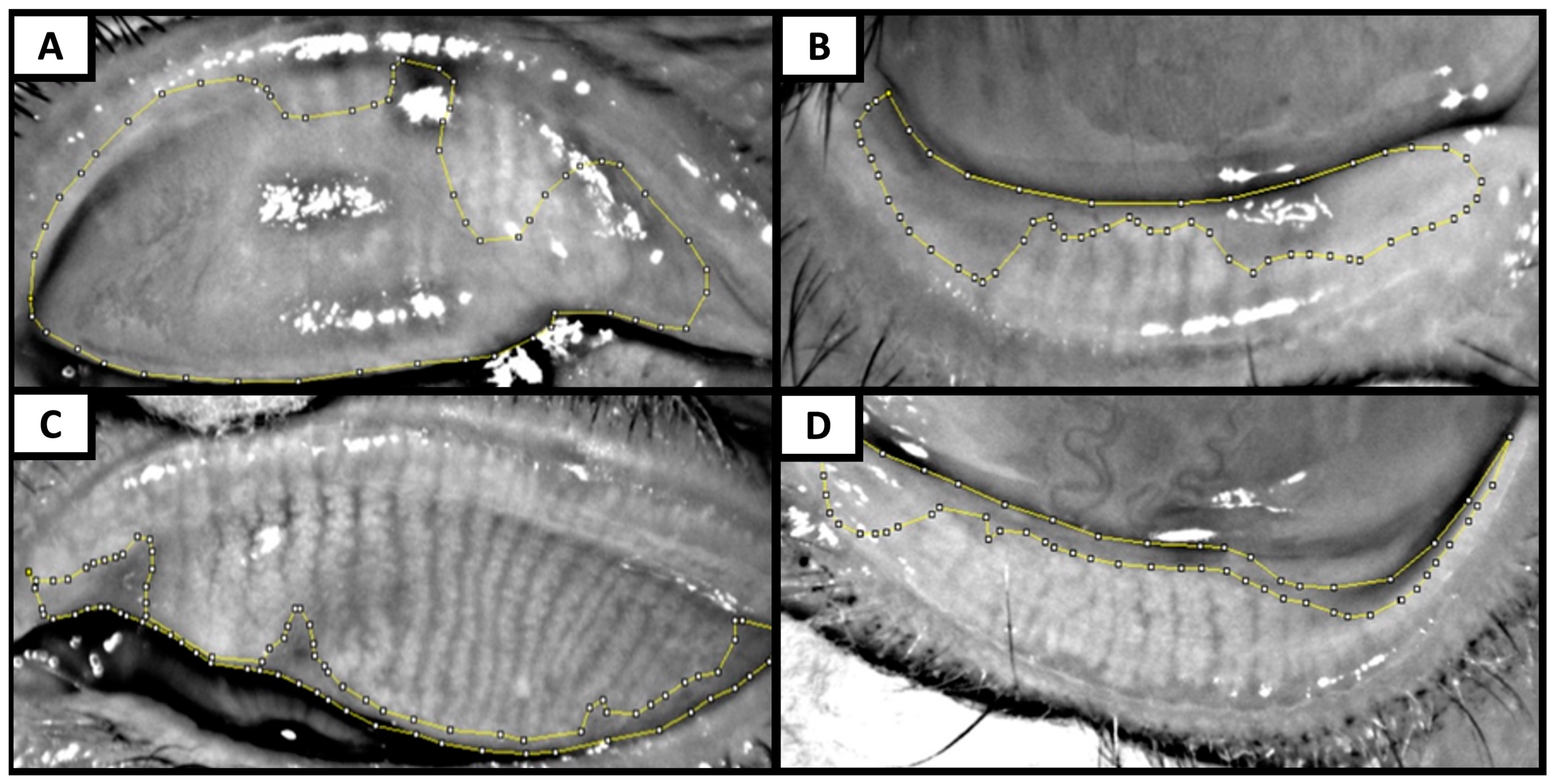 Bioengineering 11 00907 g001